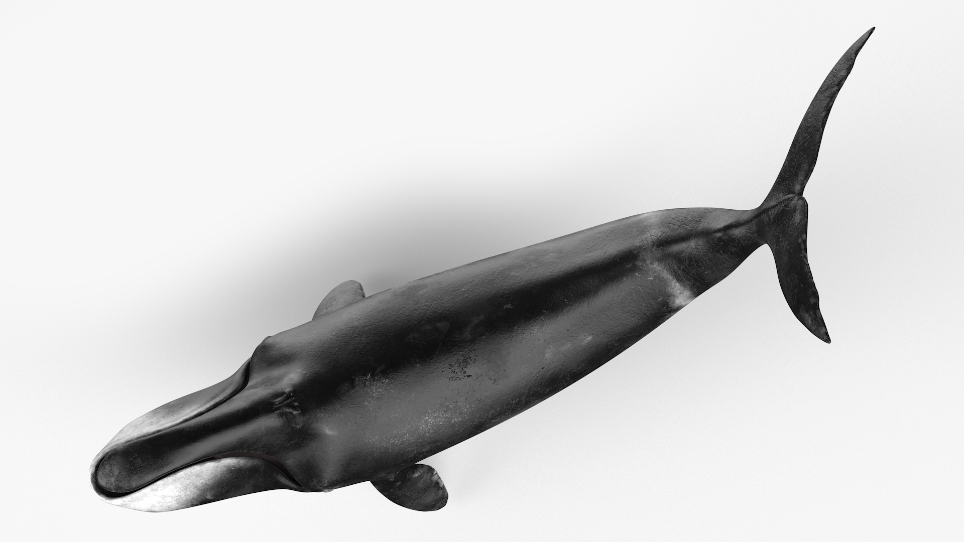 3D Bowhead Whale Swimming Pose Fur