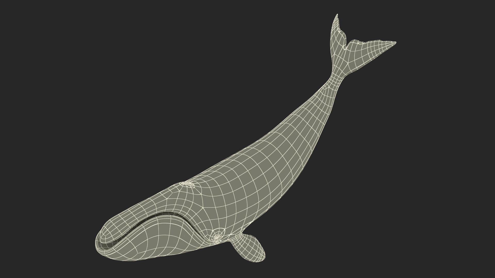 3D Bowhead Whale Swimming Pose Fur