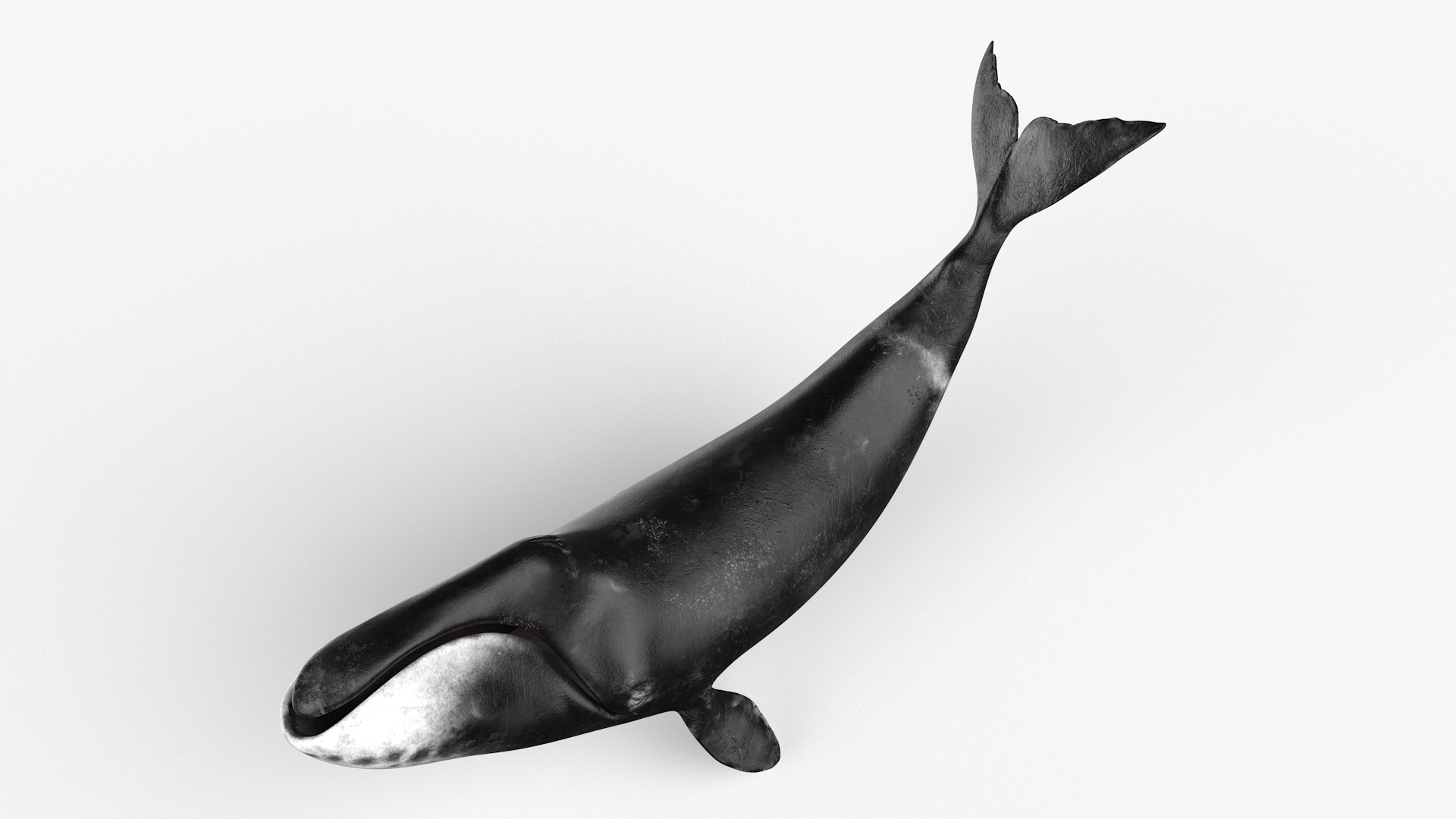 3D Bowhead Whale Swimming Pose Fur