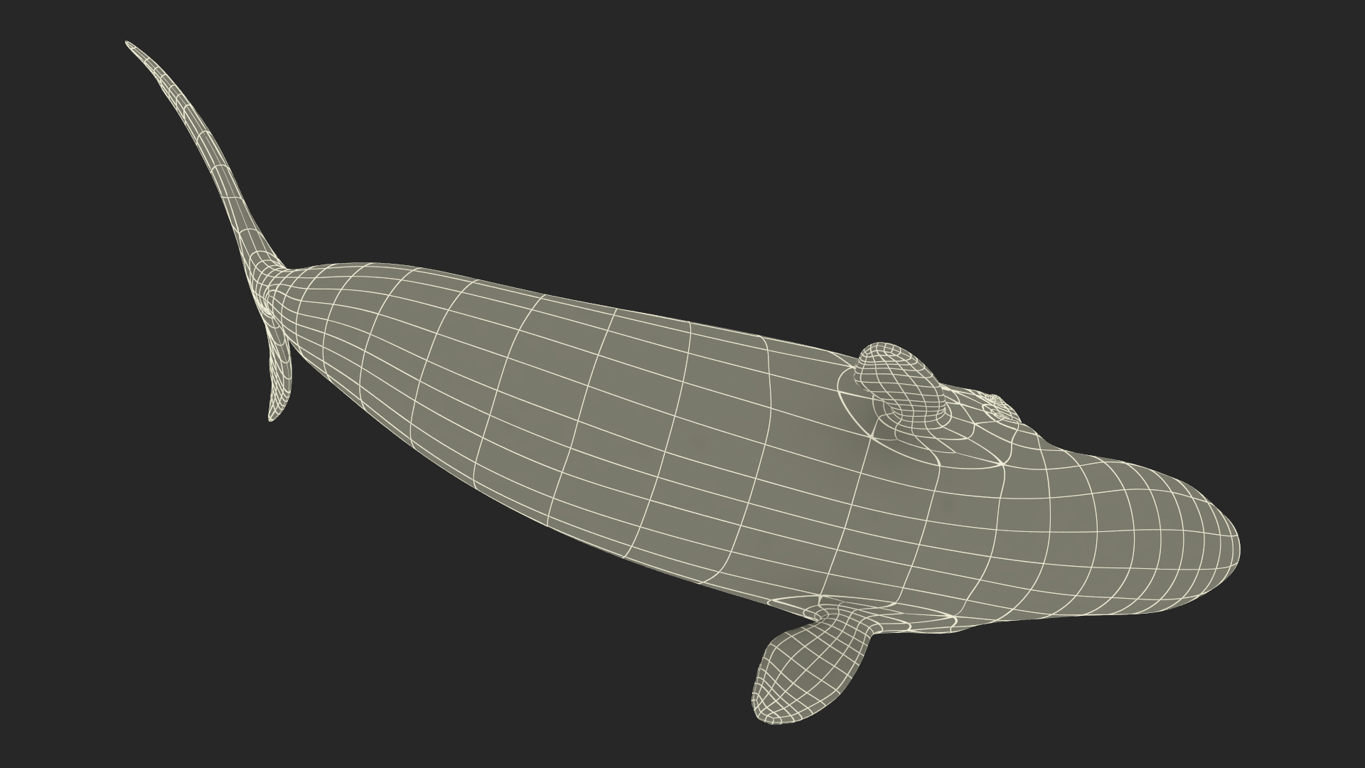 3D Bowhead Whale Swimming Pose Fur