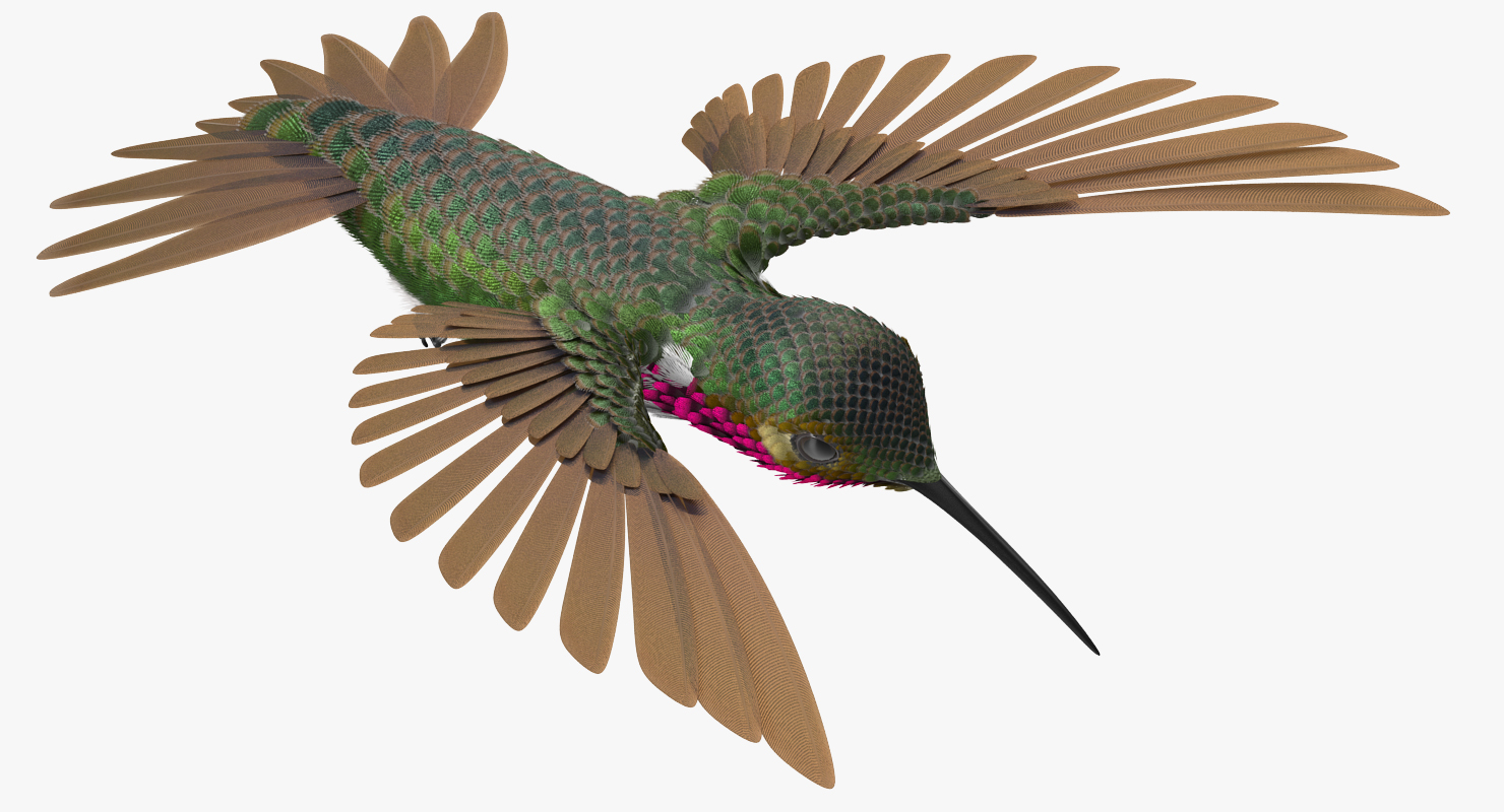 3D Broad Tailed Hummingbird Rigged