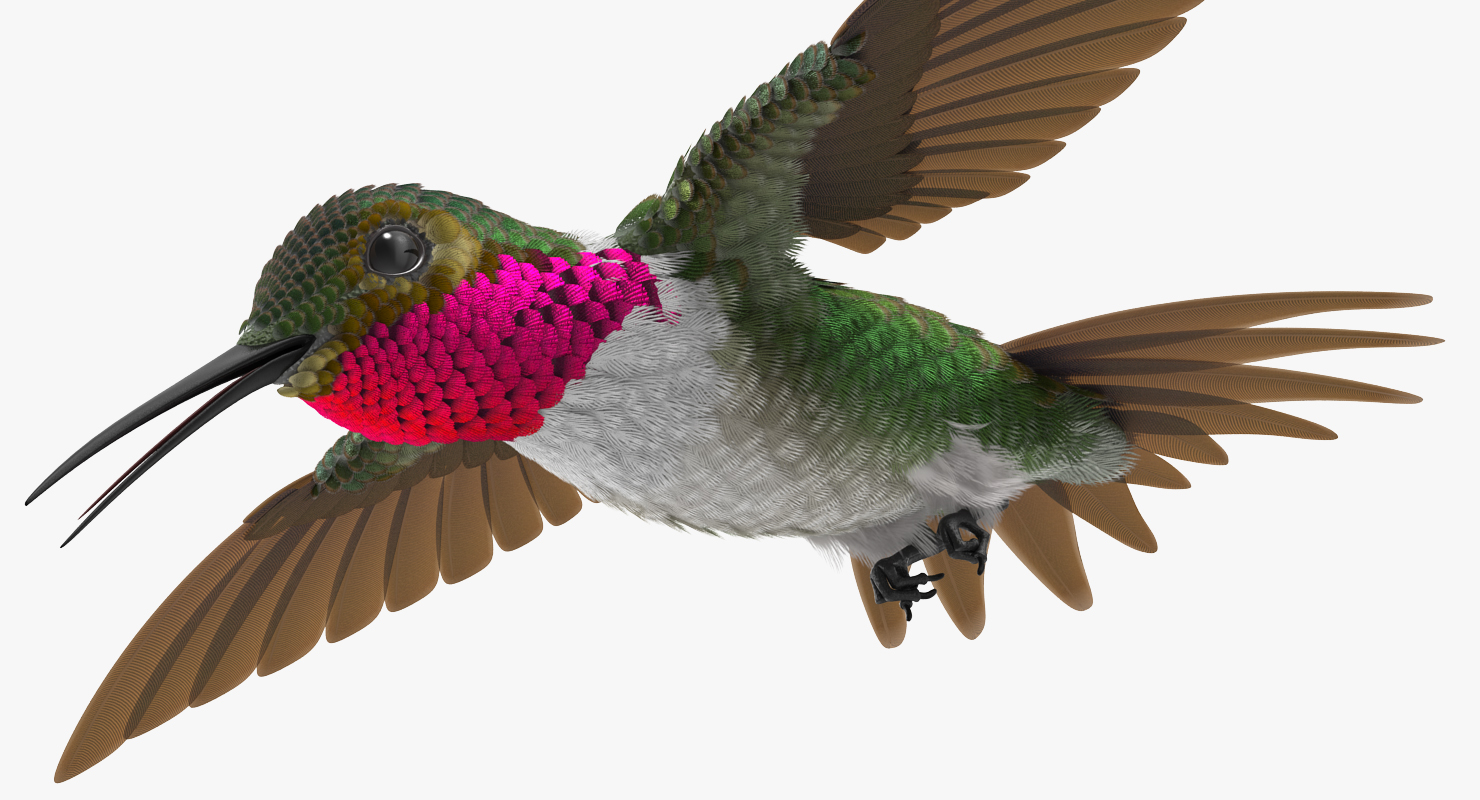 3D Broad Tailed Hummingbird Rigged