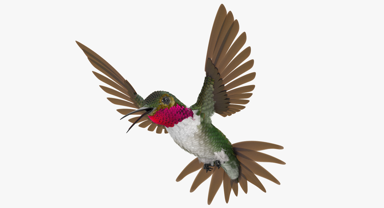 3D Broad Tailed Hummingbird Rigged