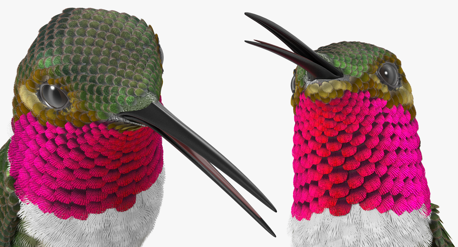 3D Broad Tailed Hummingbird Rigged