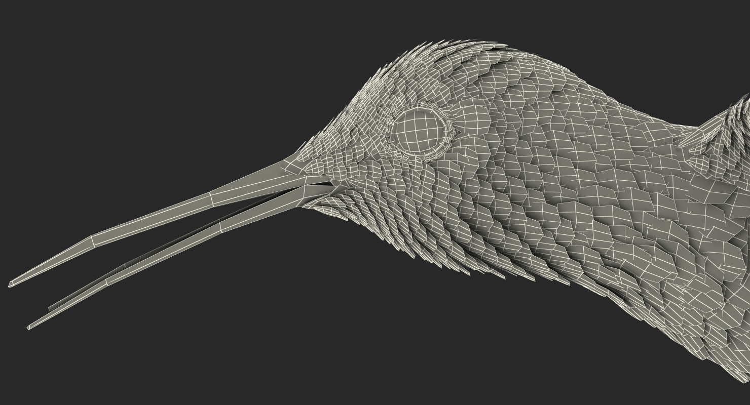 3D Broad Tailed Hummingbird Rigged