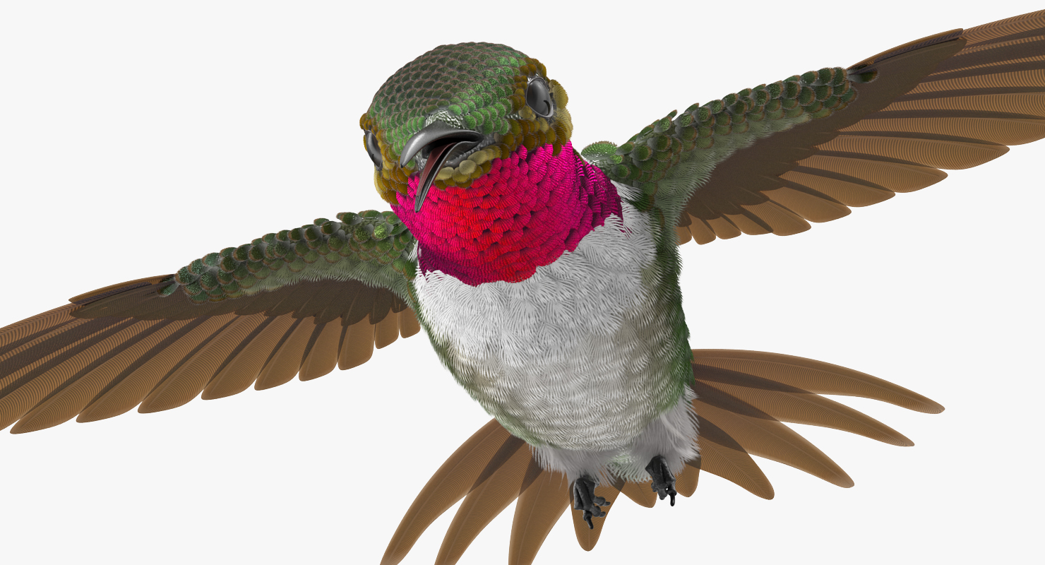 3D Broad Tailed Hummingbird Rigged