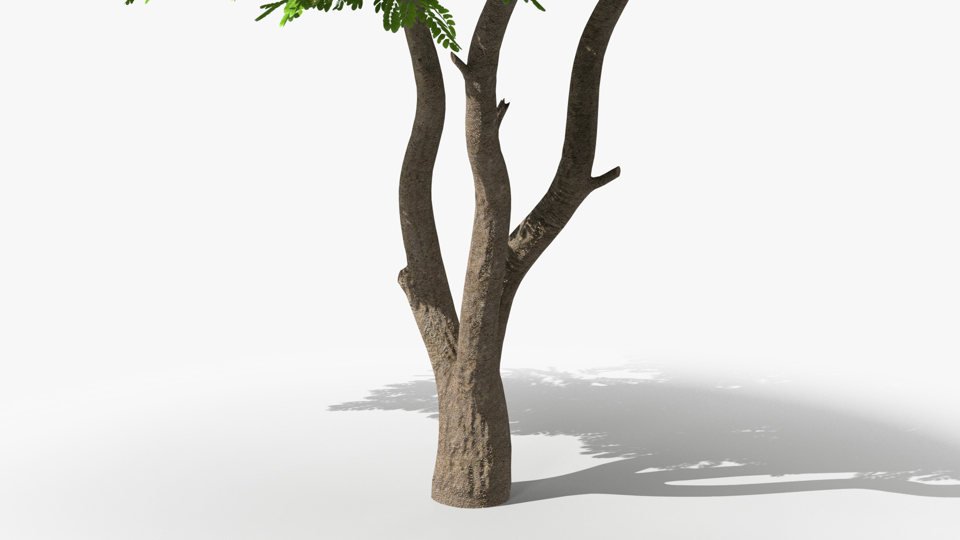 Albizia Lebbeck Blooming 3D model