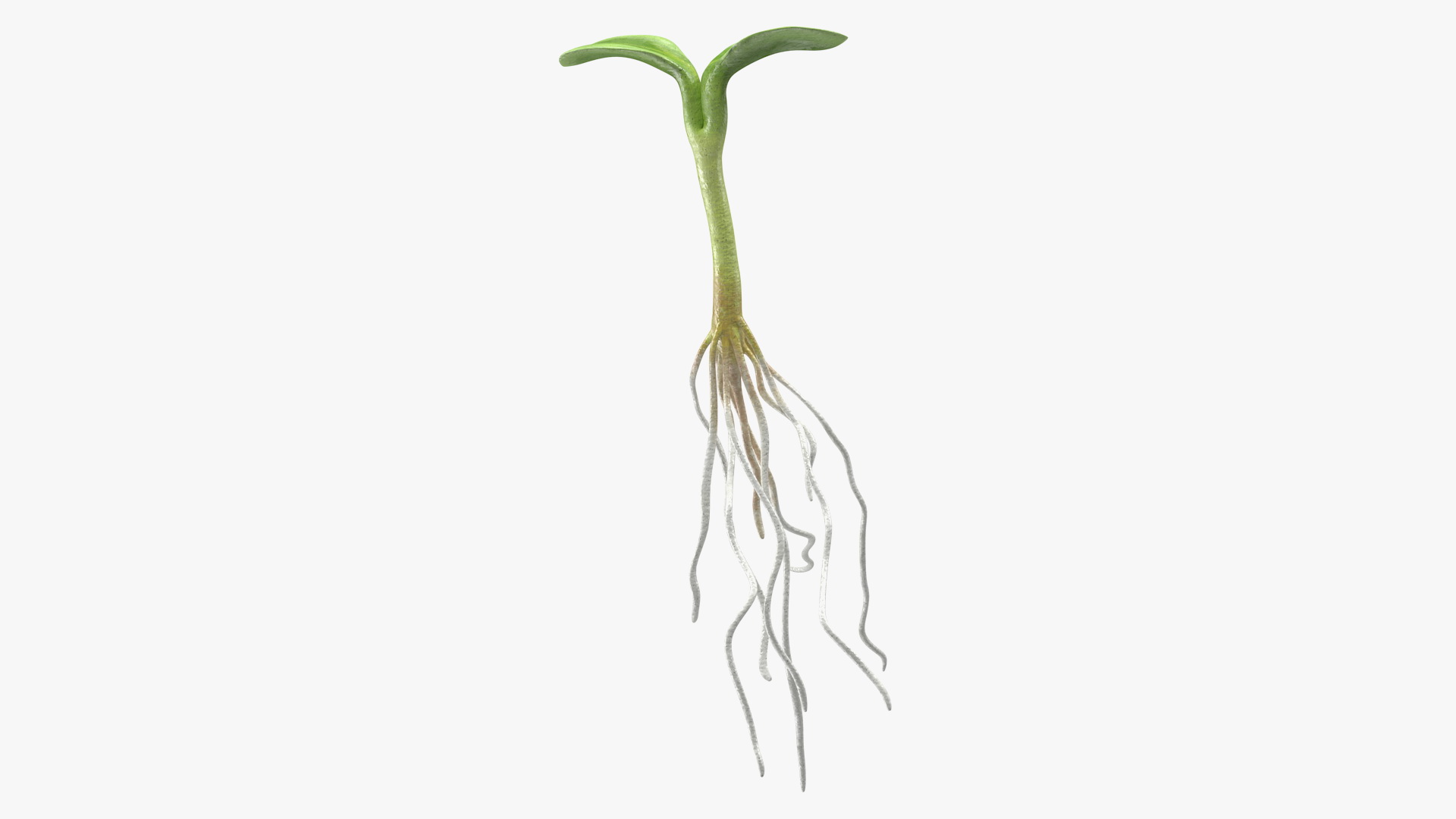 3D Sprout Root