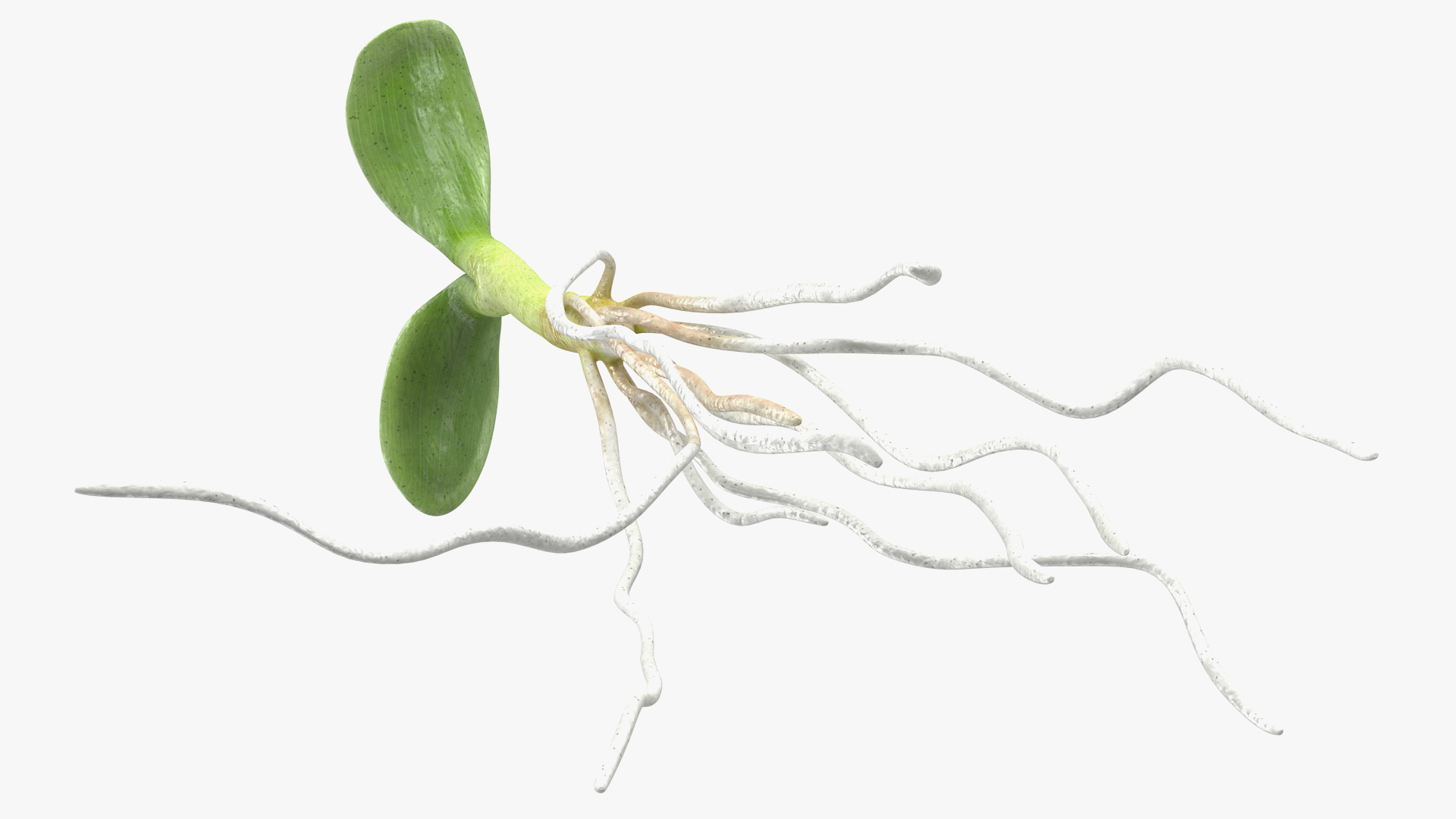 3D Sprout Root