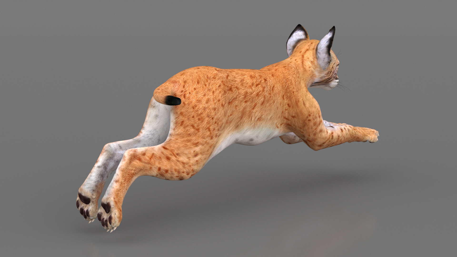 Lynx Cub in Jumping Pose 3D model