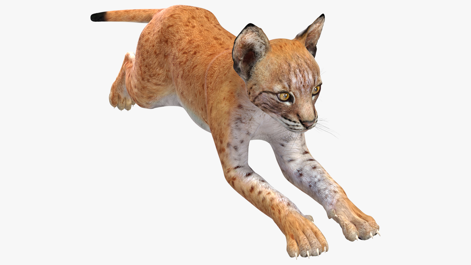 Lynx Cub in Jumping Pose 3D model