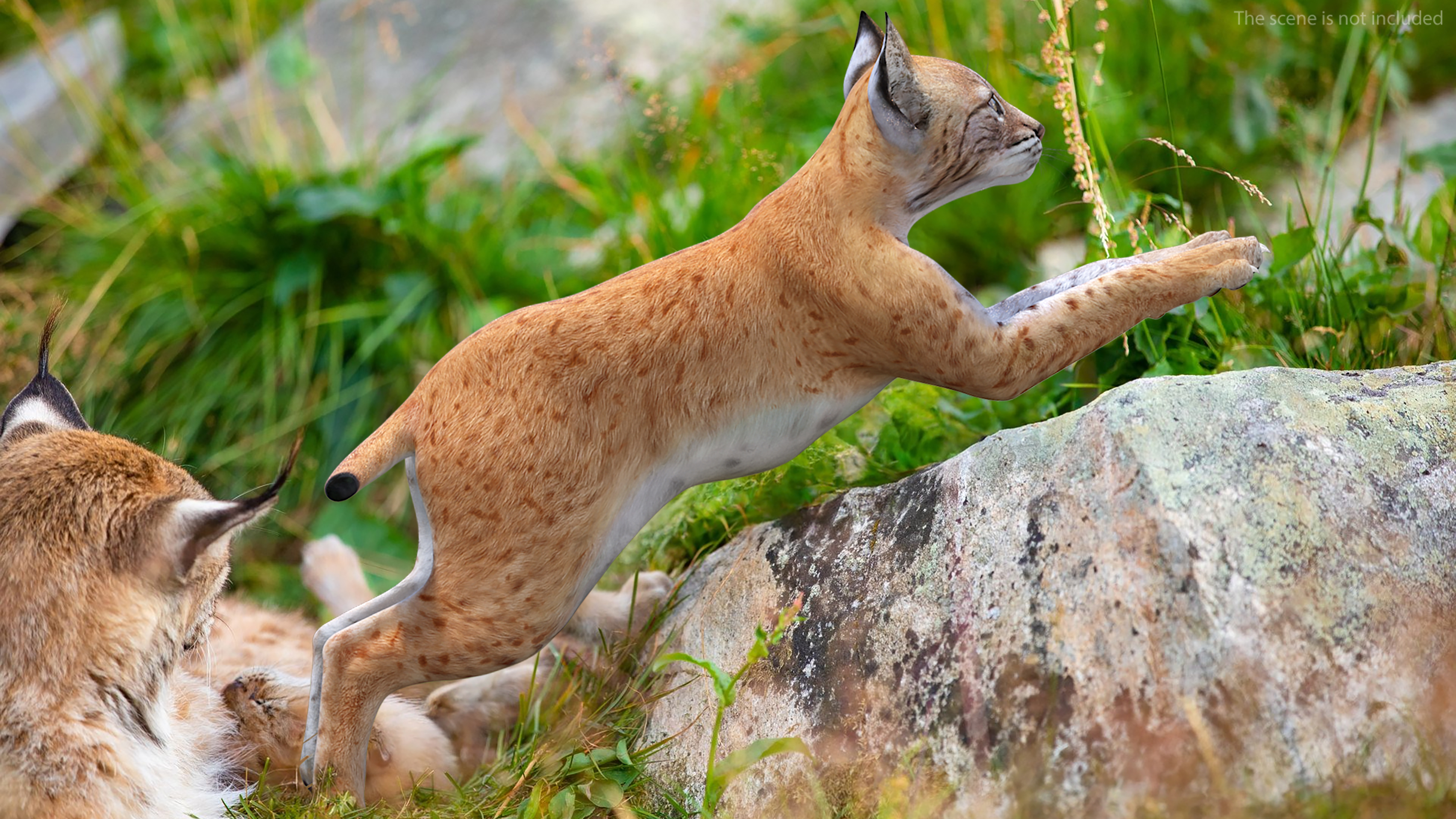 Lynx Cub in Jumping Pose 3D model