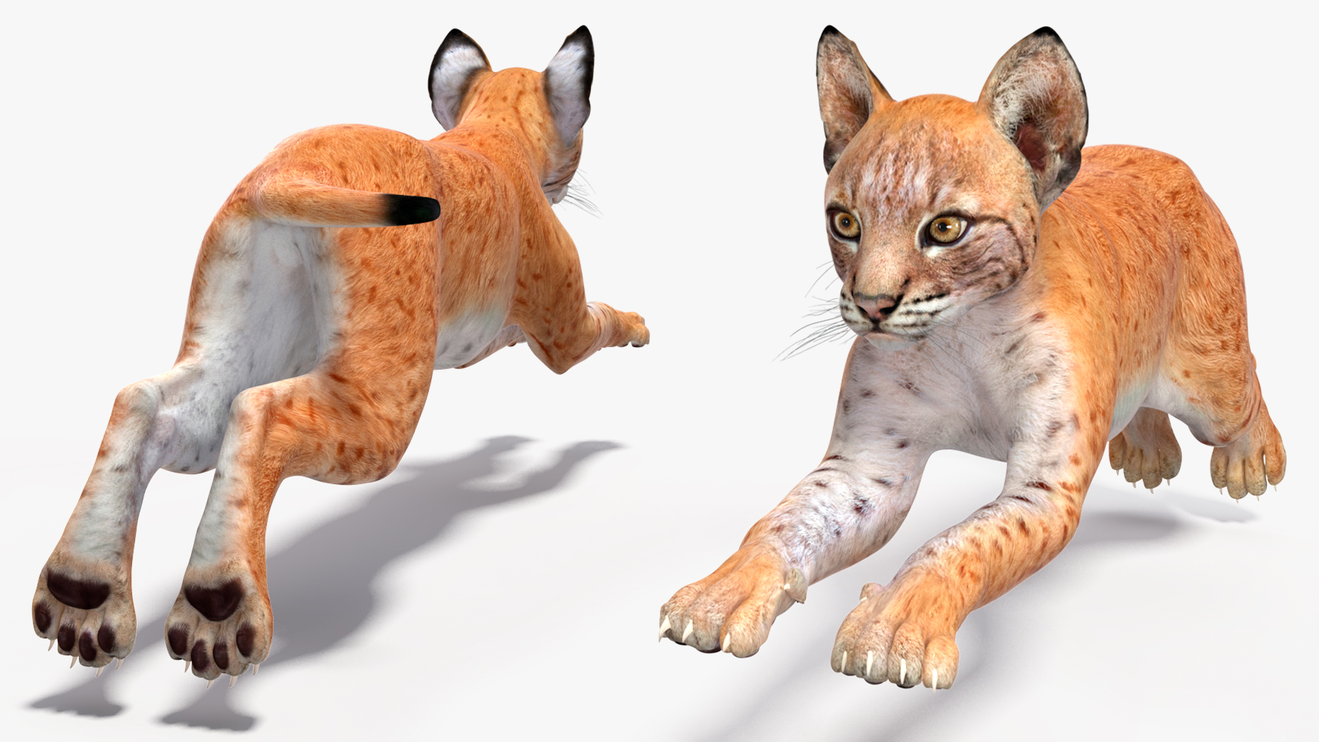 Lynx Cub in Jumping Pose 3D model