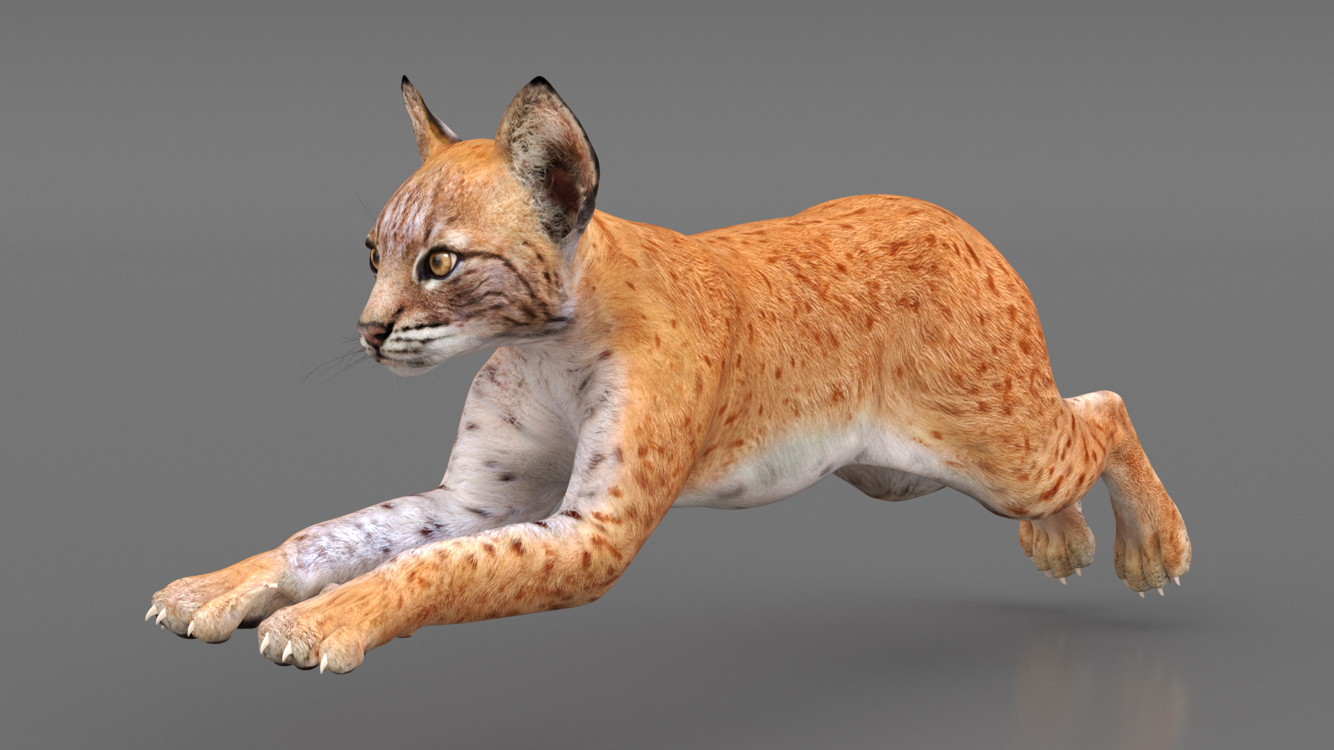 Lynx Cub in Jumping Pose 3D model