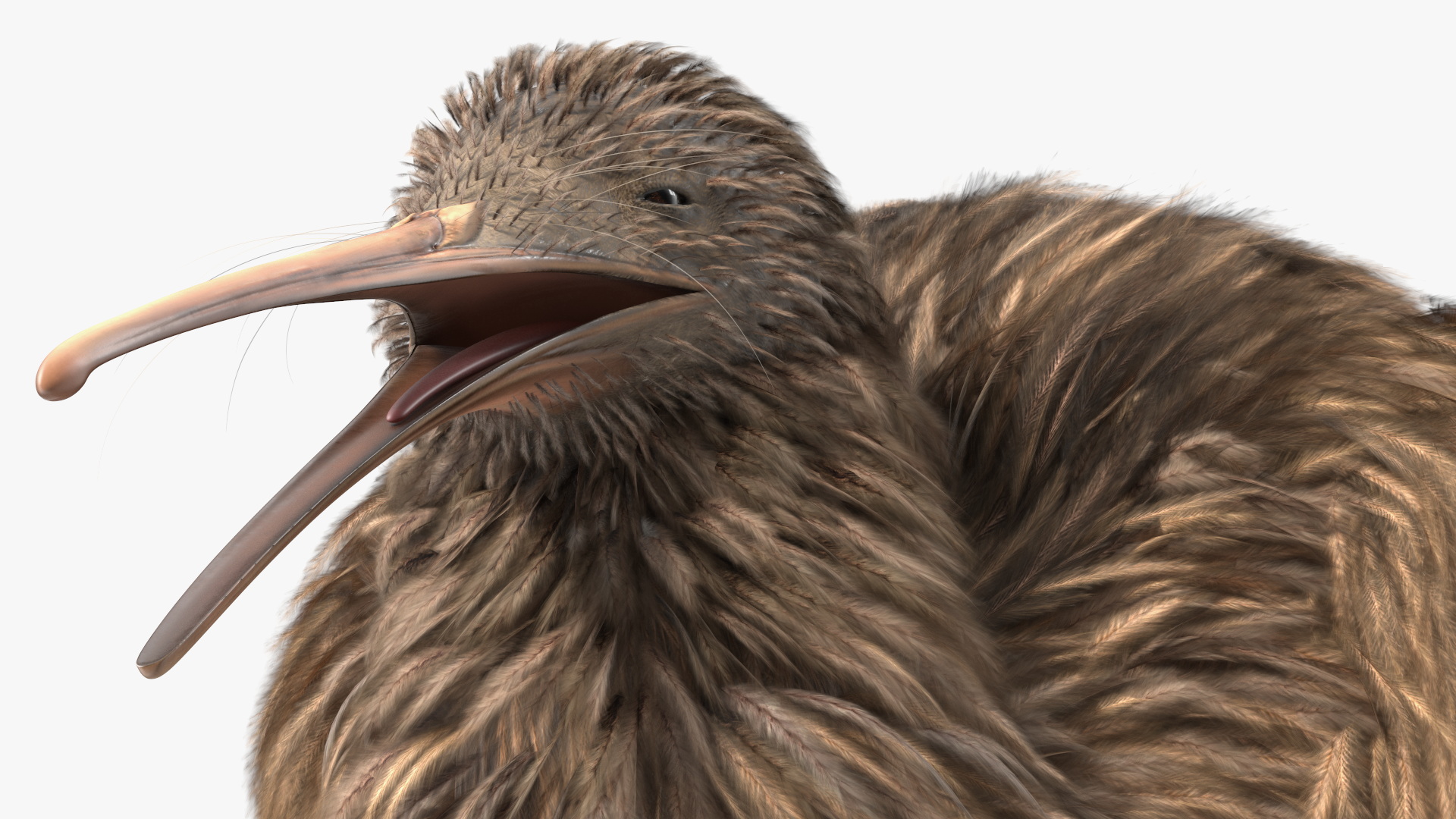 3D Kiwi Bird Rigged