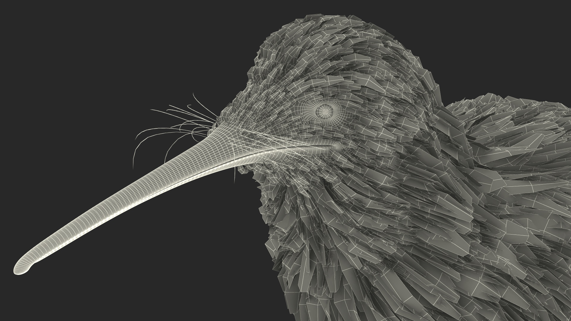 3D Kiwi Bird Rigged