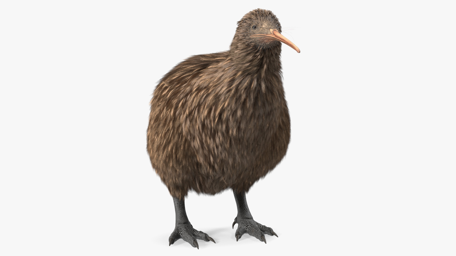 3D Kiwi Bird Rigged