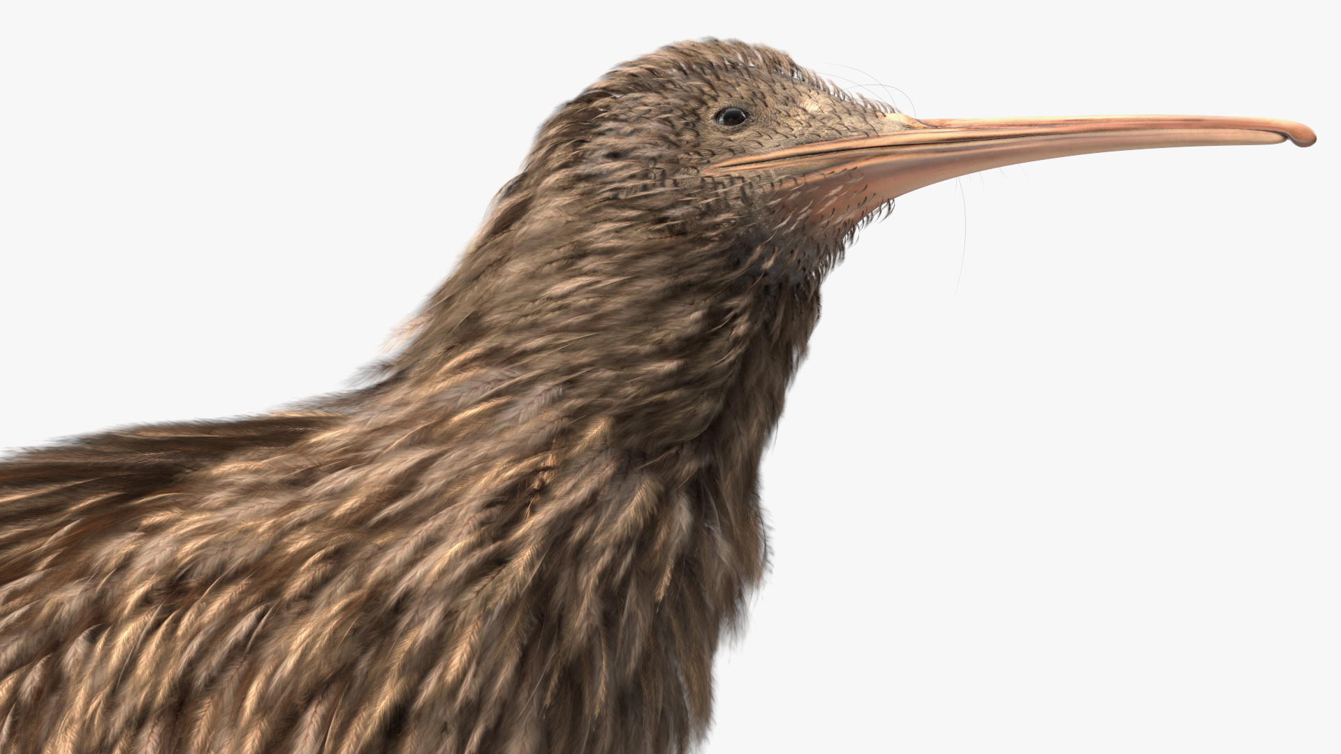 3D Kiwi Bird Rigged