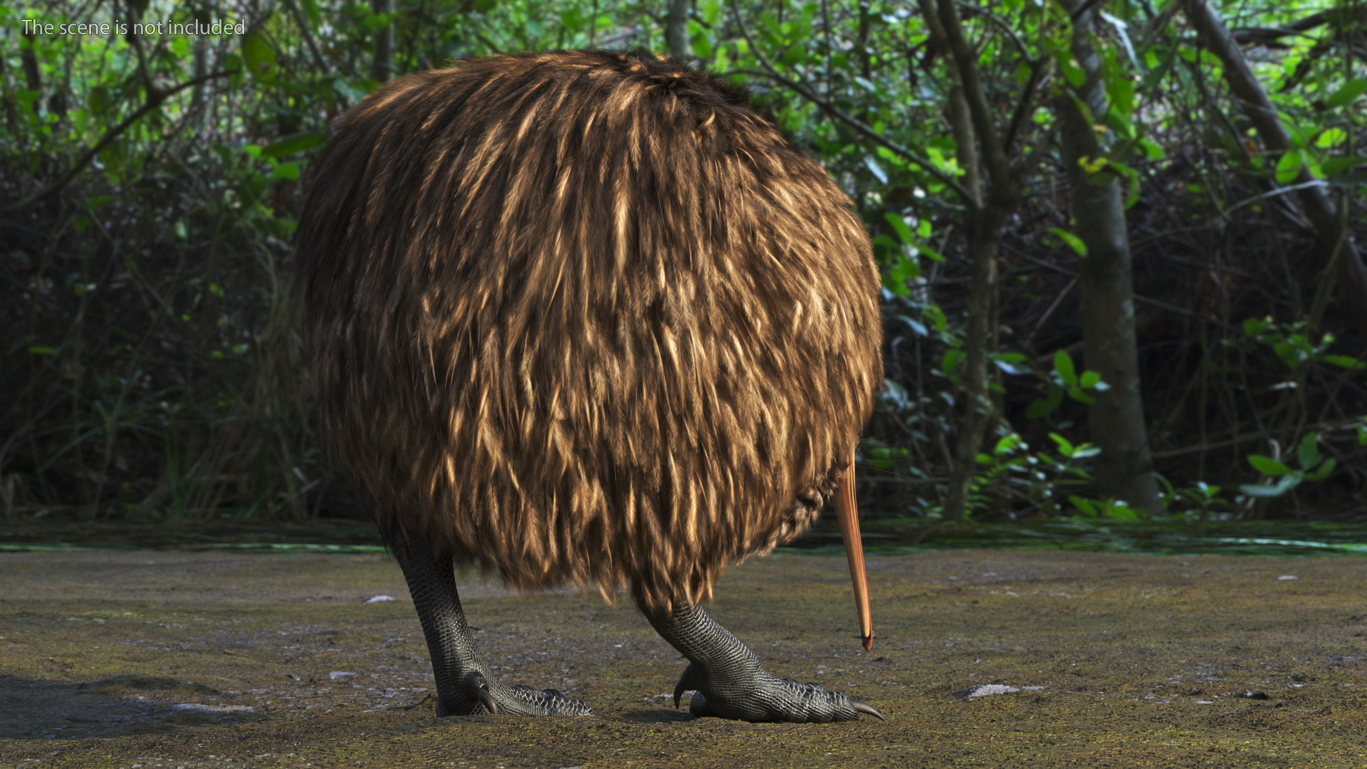 3D Kiwi Bird Rigged