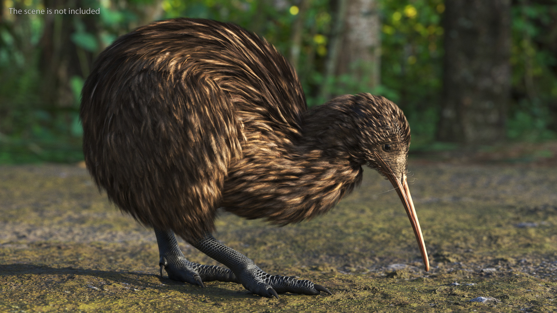 3D Kiwi Bird Rigged