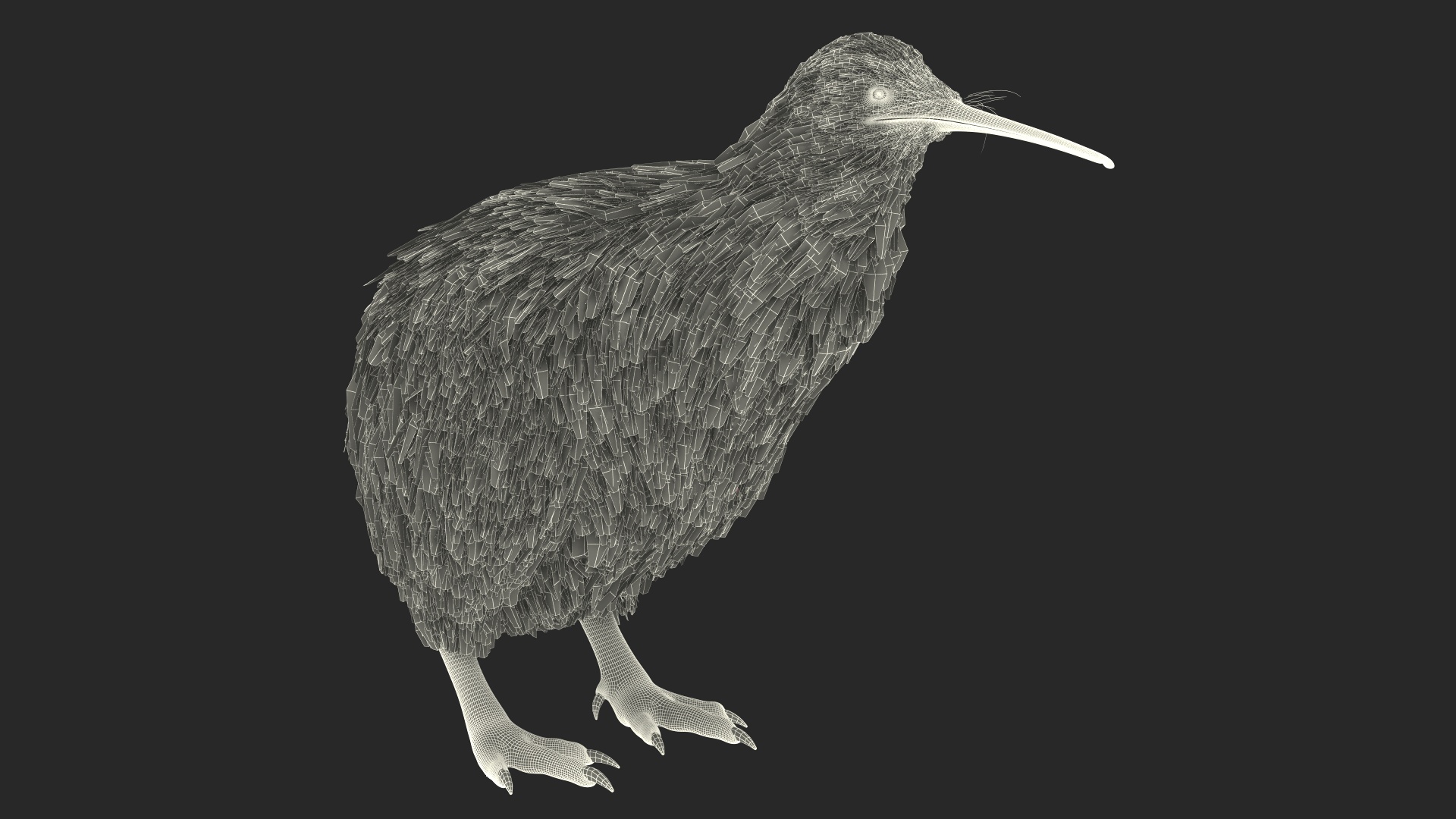 3D Kiwi Bird Rigged