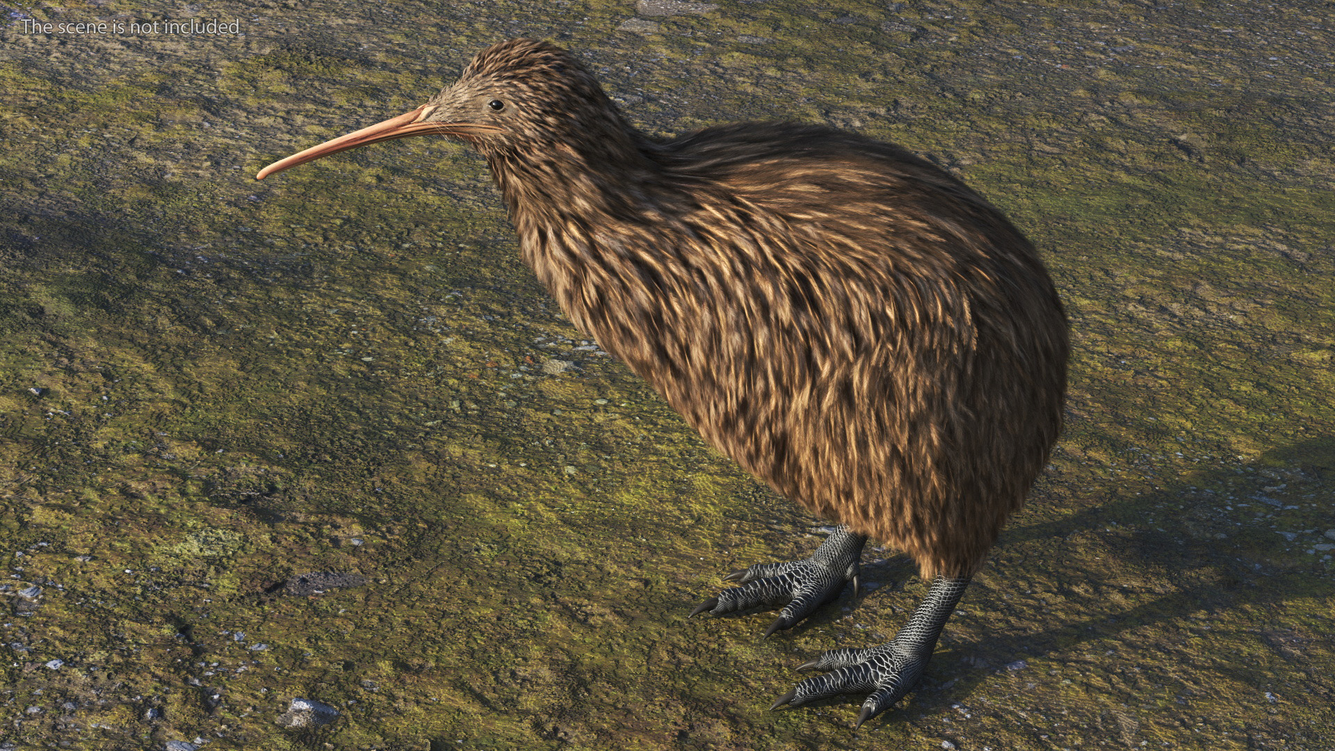 3D Kiwi Bird Rigged