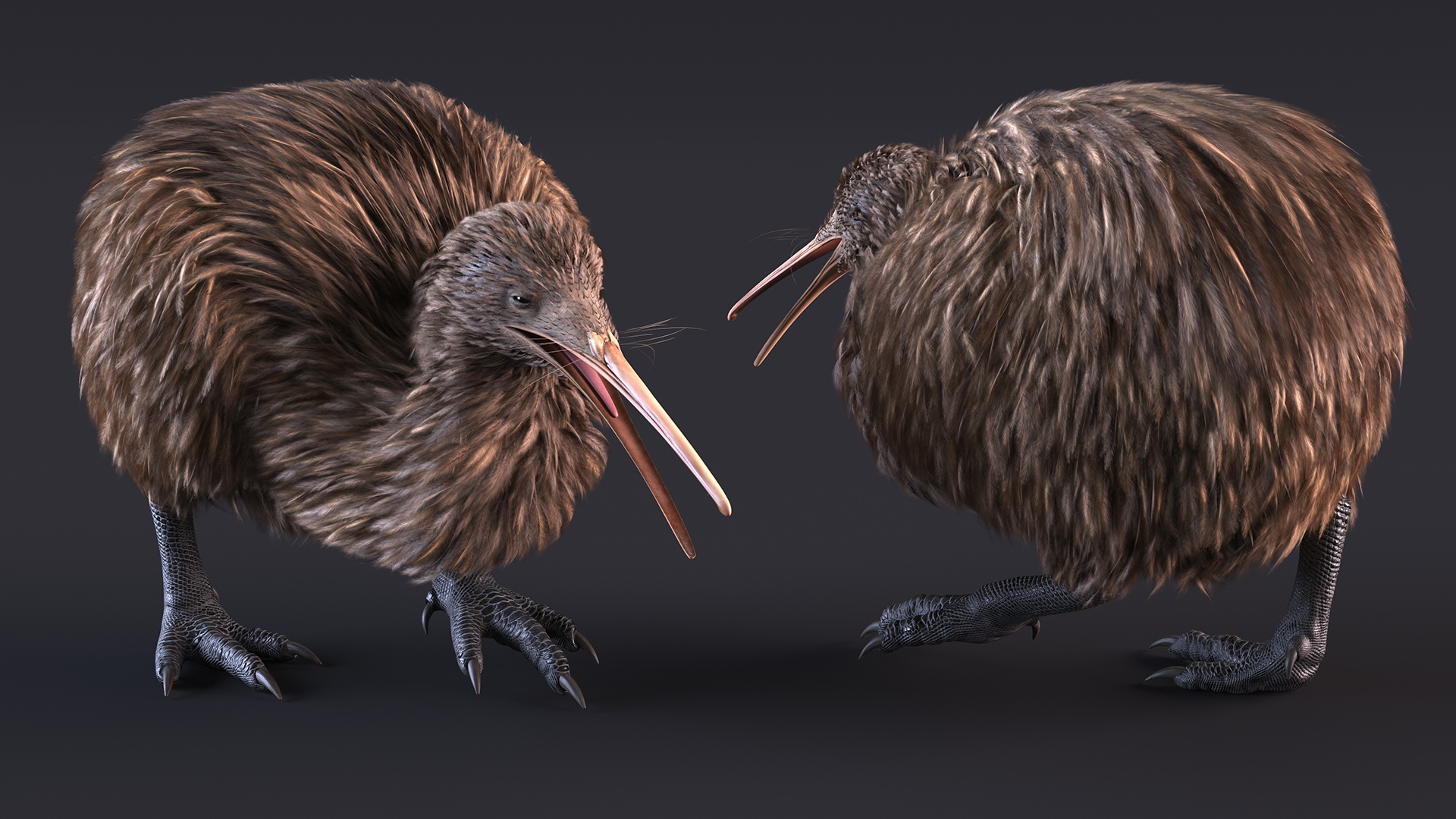 3D Kiwi Bird Rigged