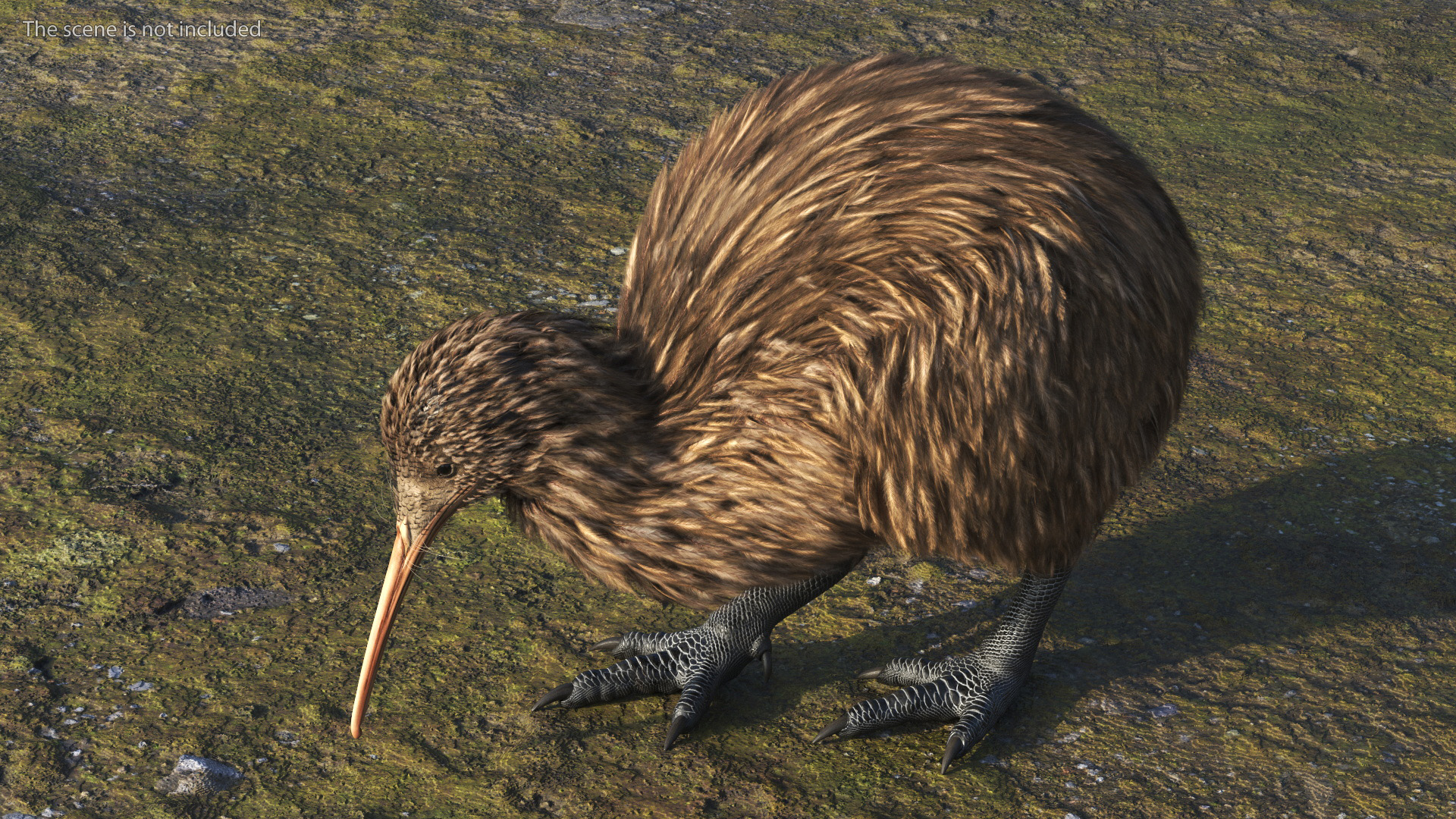 3D Kiwi Bird Rigged