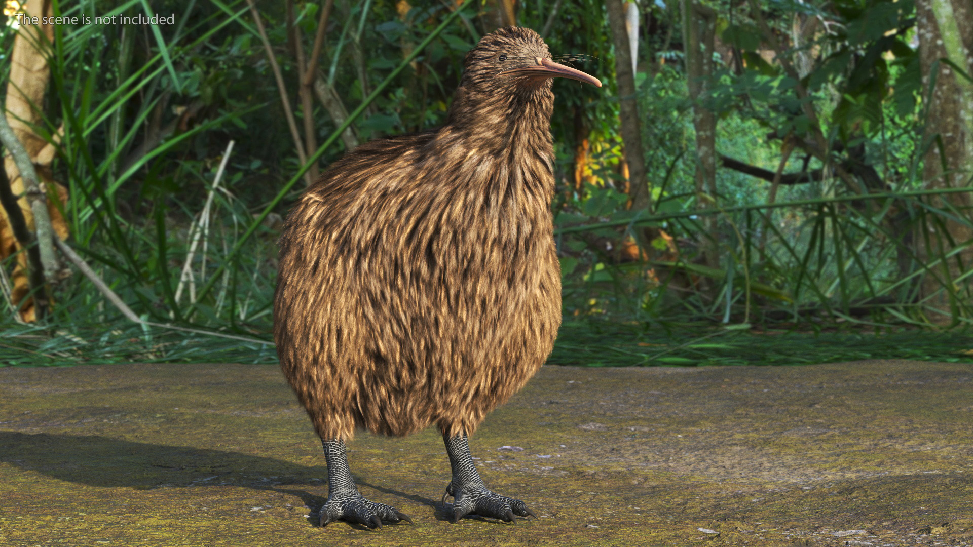 3D Kiwi Bird Rigged