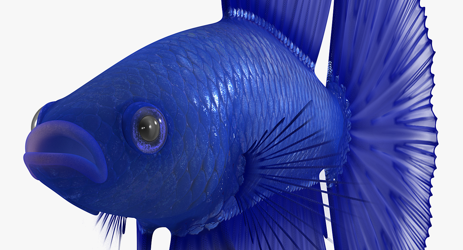 3D model Blue Betta Fish