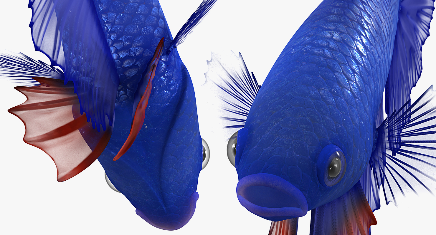 3D model Blue Betta Fish