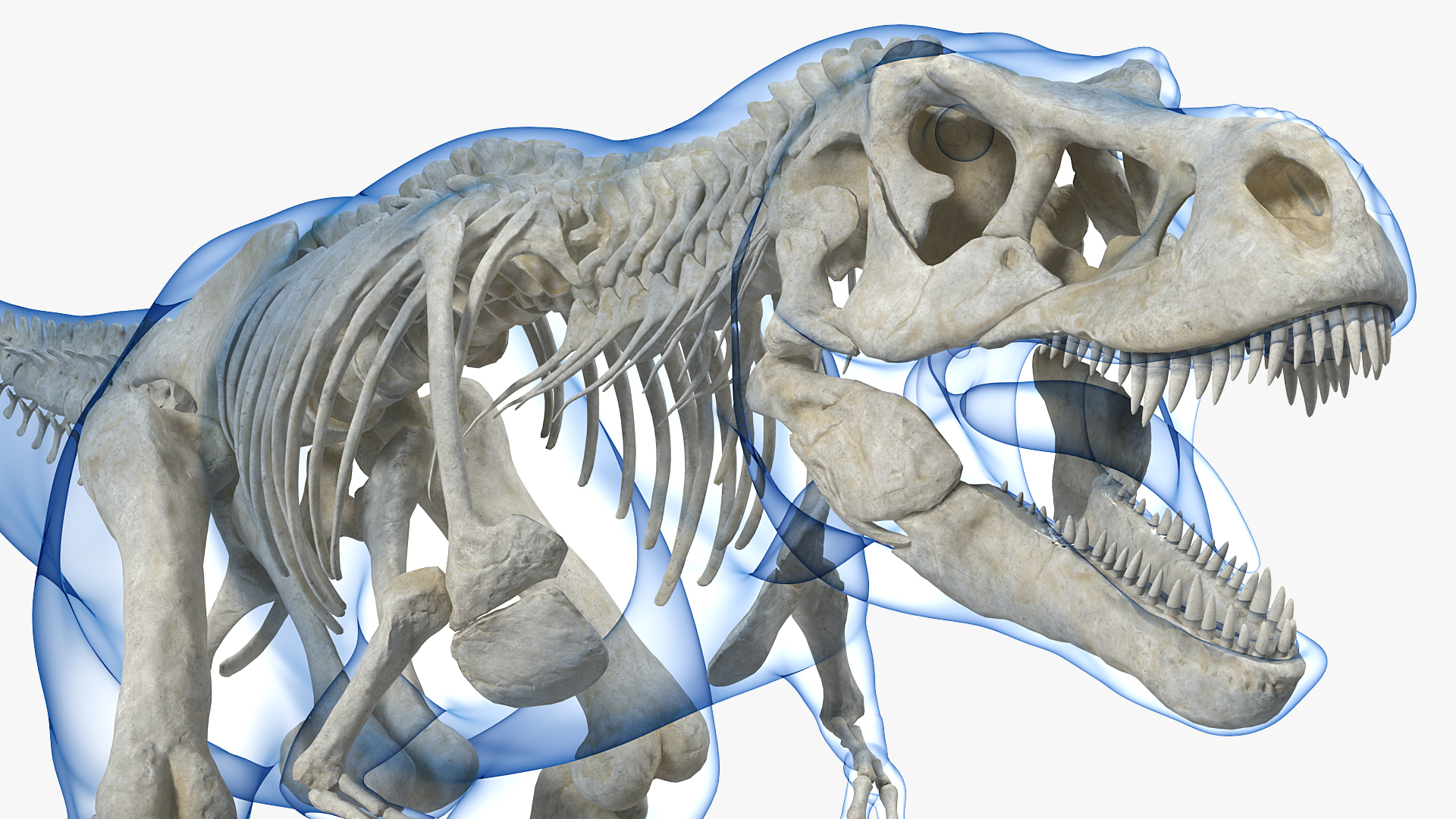 3D Tyrannosaurus Rex Skeleton with Skin Rigged model