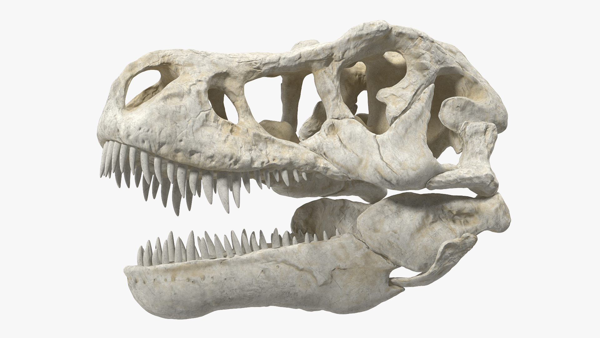 3D Tyrannosaurus Rex Skeleton with Skin Rigged model