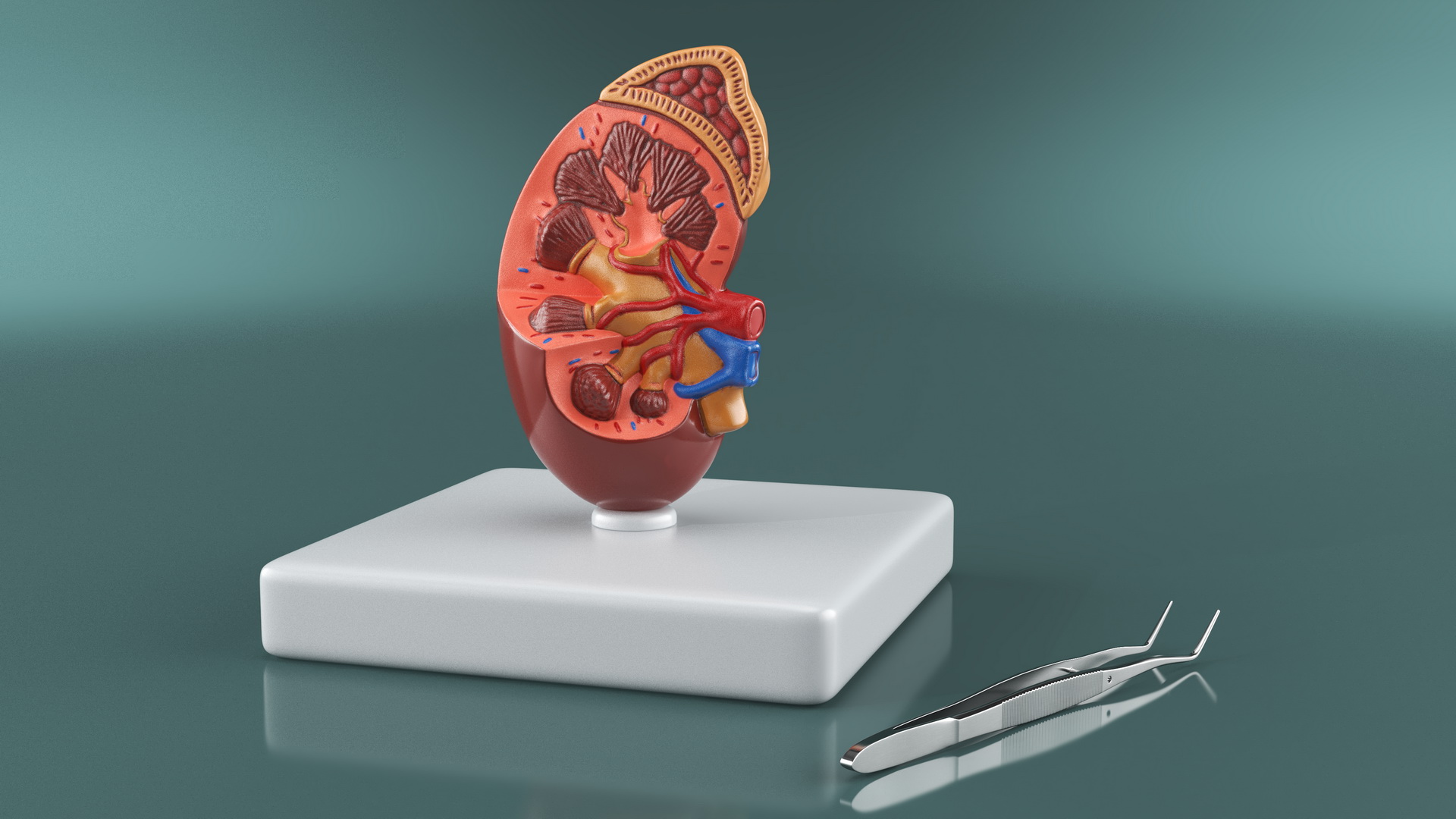 3D Medical Anatomical Kidney Human