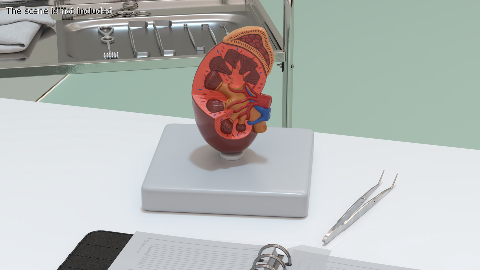 3D Medical Anatomical Kidney Human