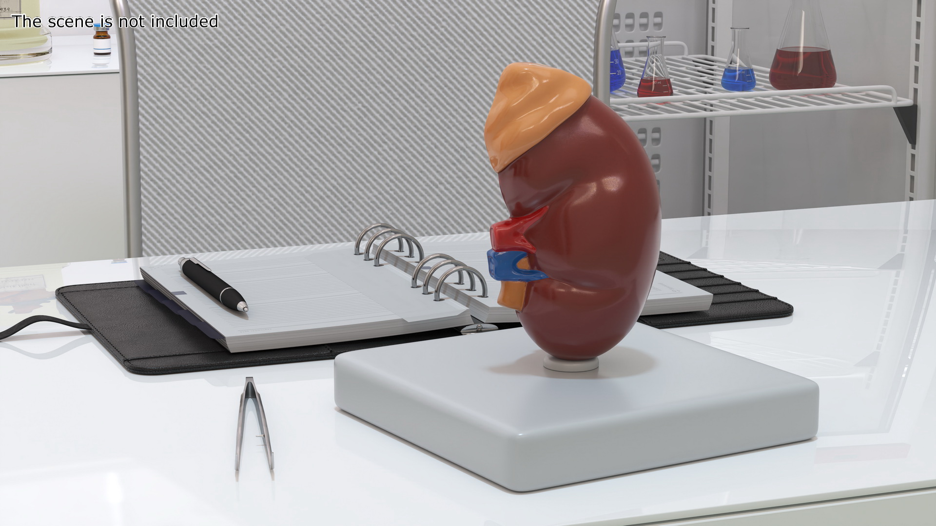 3D Medical Anatomical Kidney Human