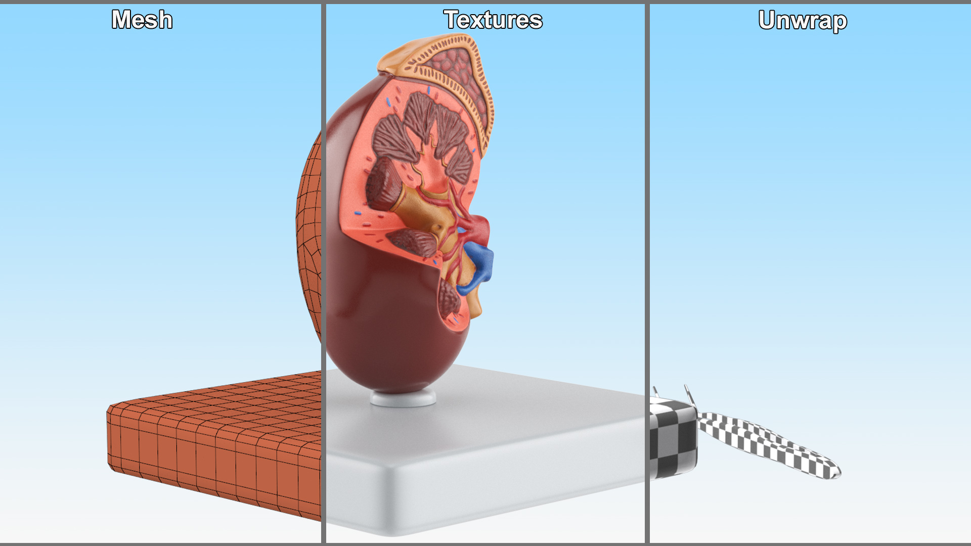 3D Medical Anatomical Kidney Human