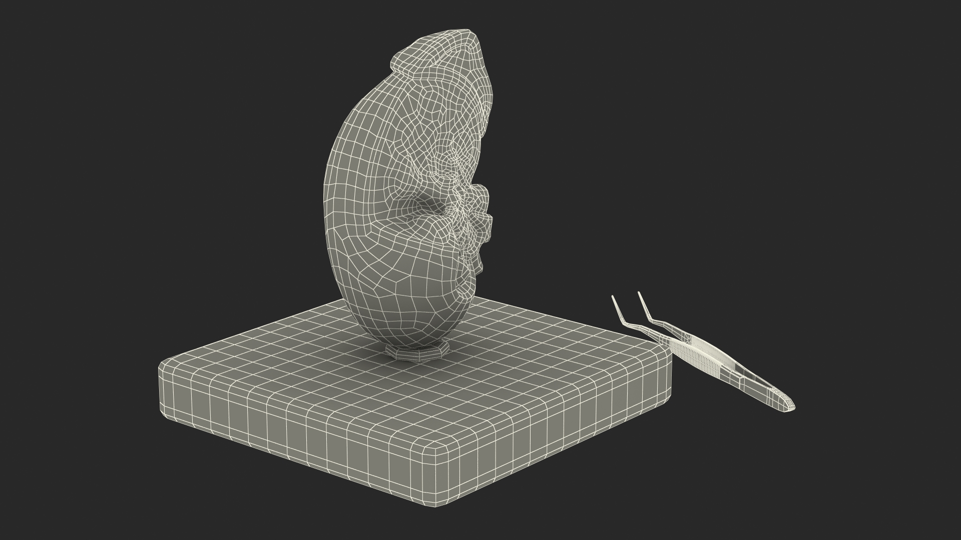 3D Medical Anatomical Kidney Human