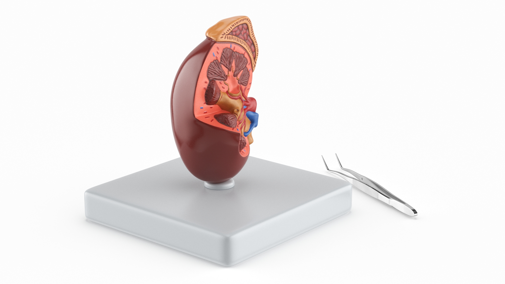 3D Medical Anatomical Kidney Human