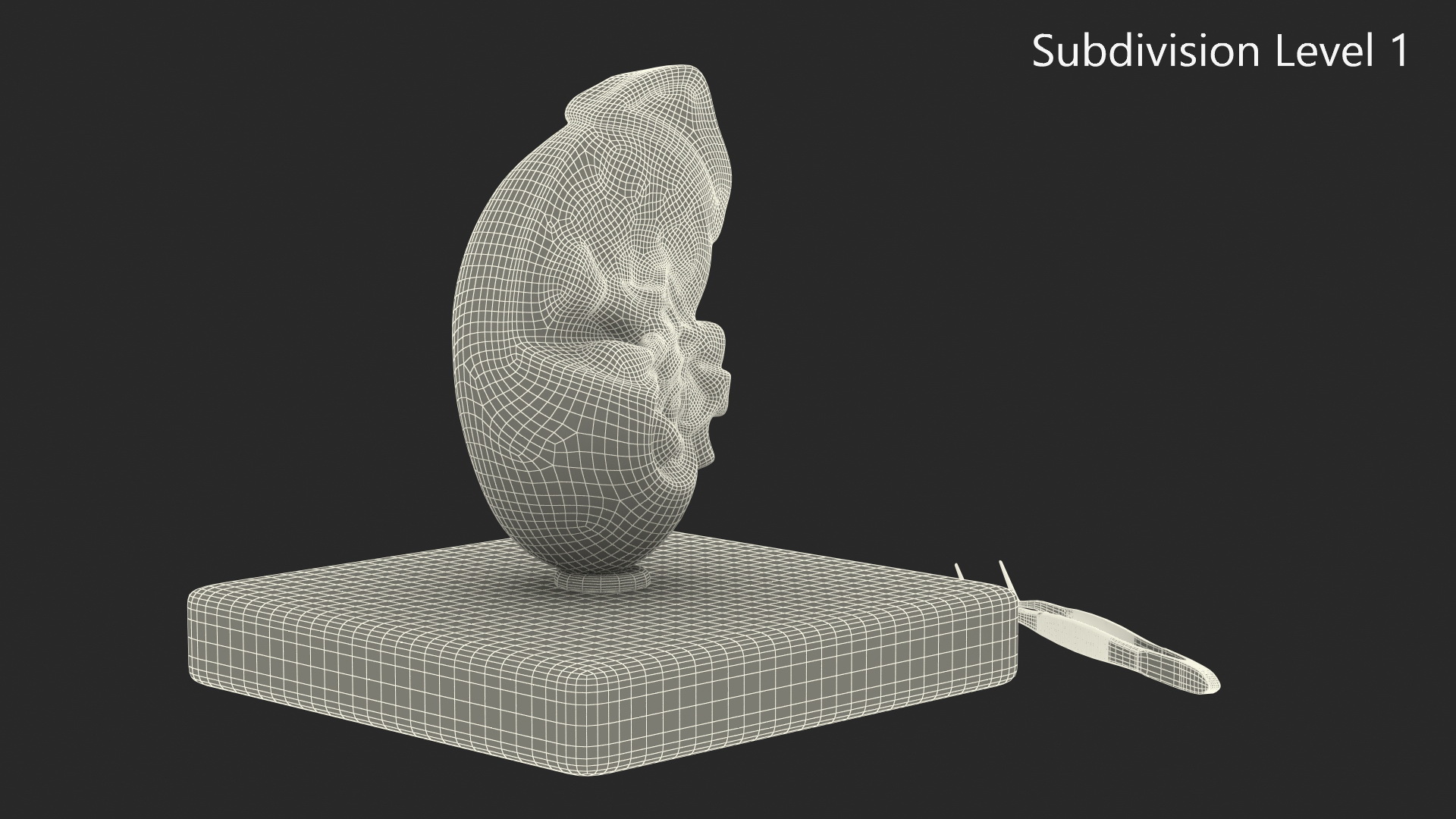 3D Medical Anatomical Kidney Human