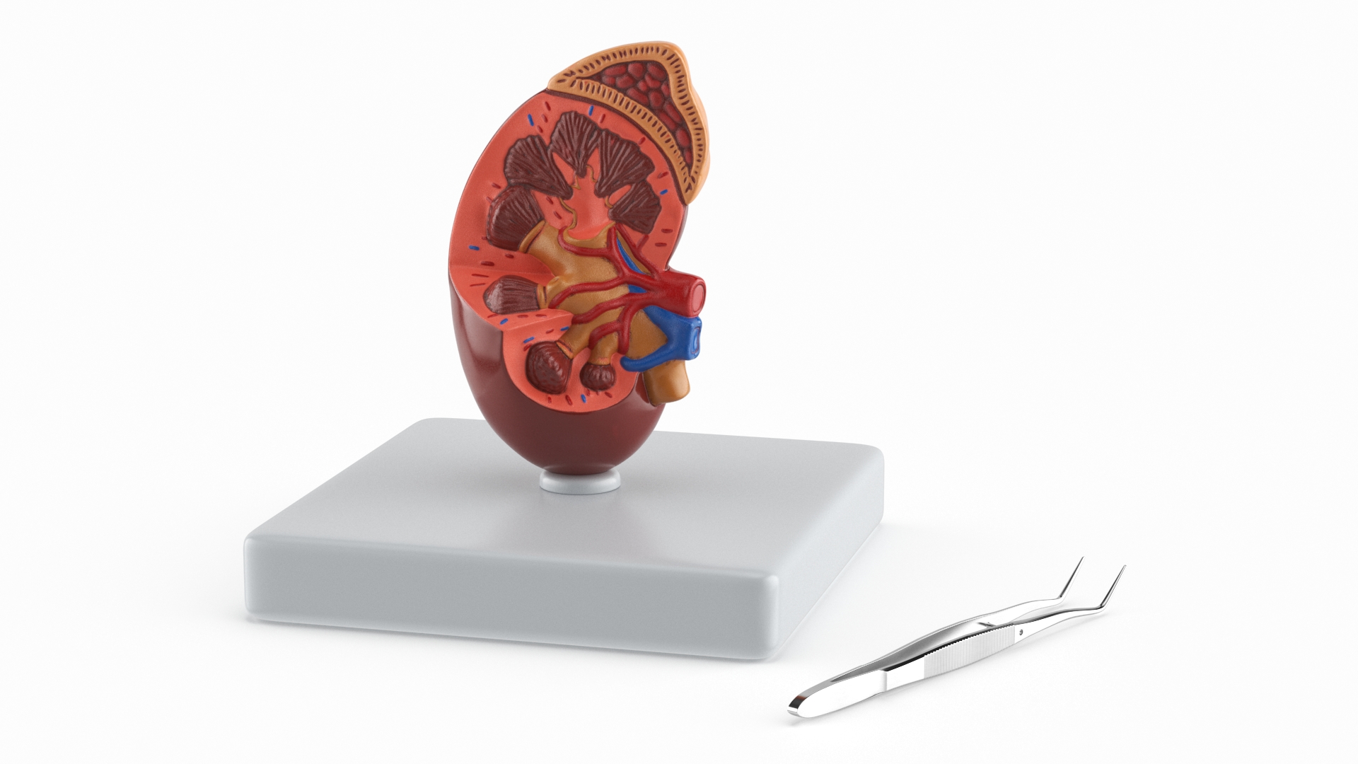 3D Medical Anatomical Kidney Human