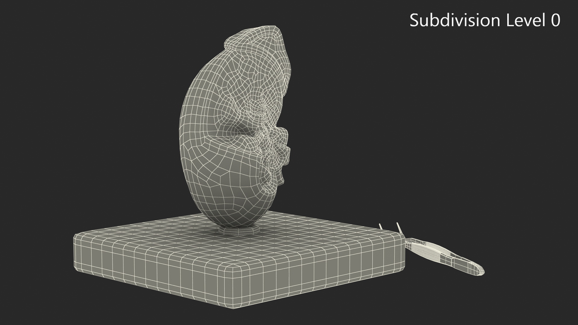 3D Medical Anatomical Kidney Human