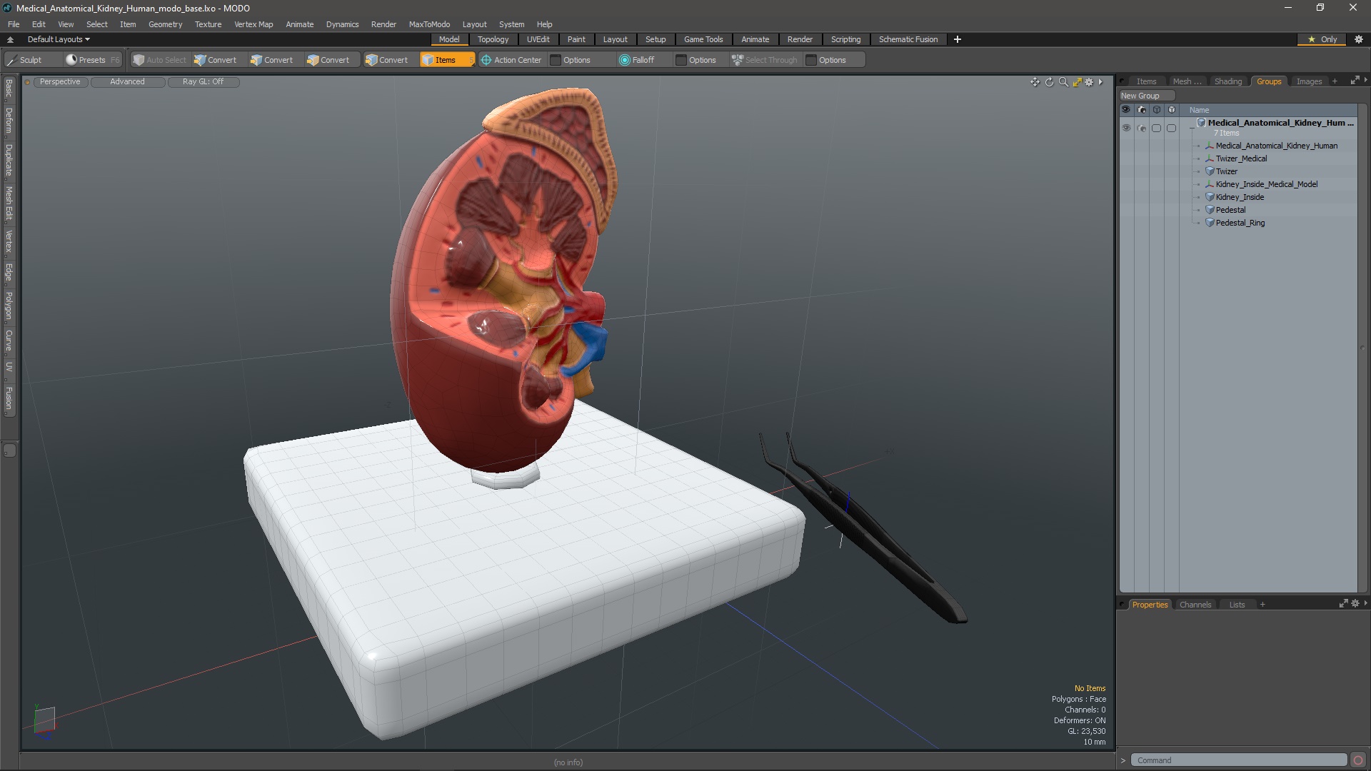 3D Medical Anatomical Kidney Human