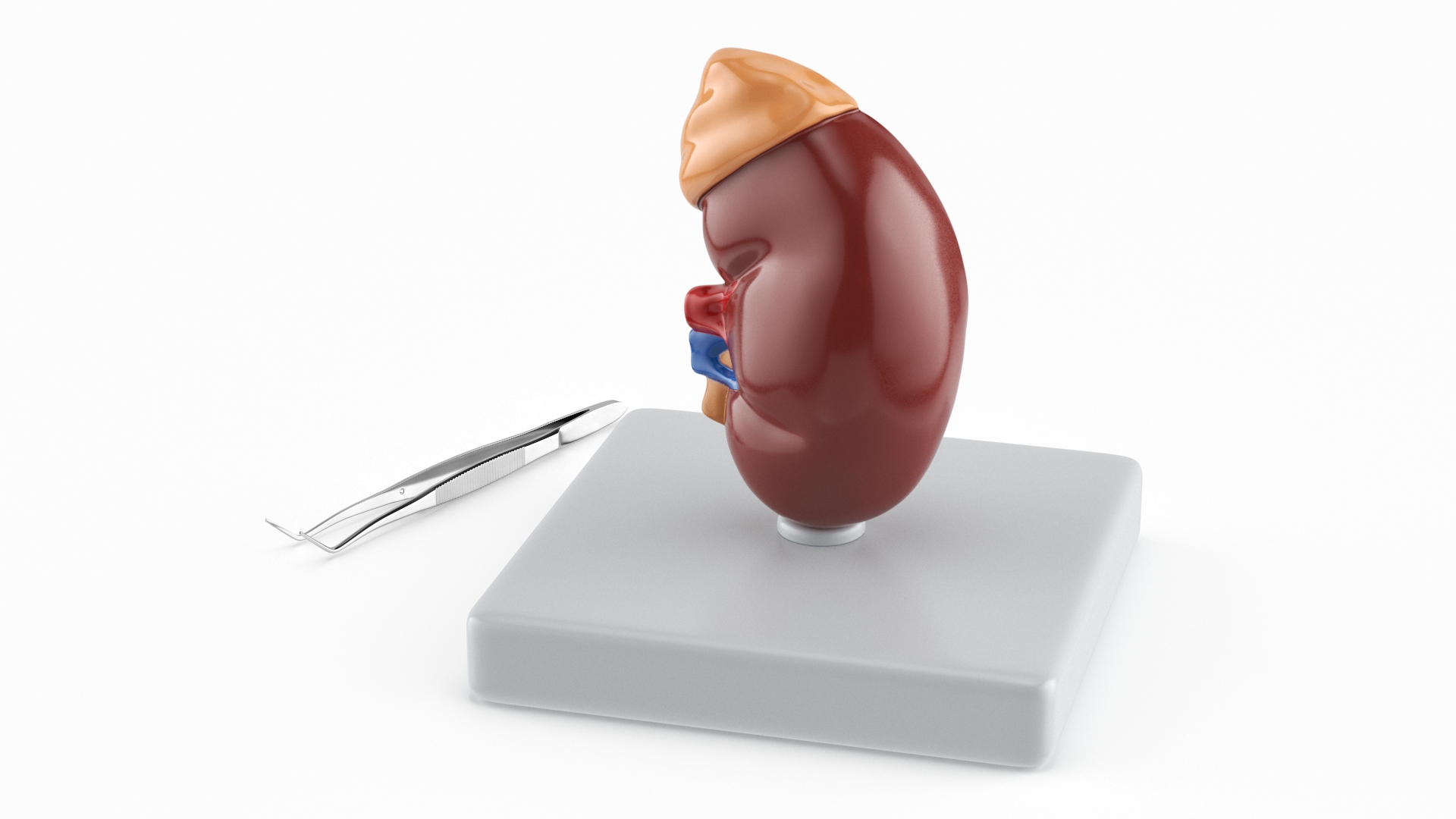 3D Medical Anatomical Kidney Human