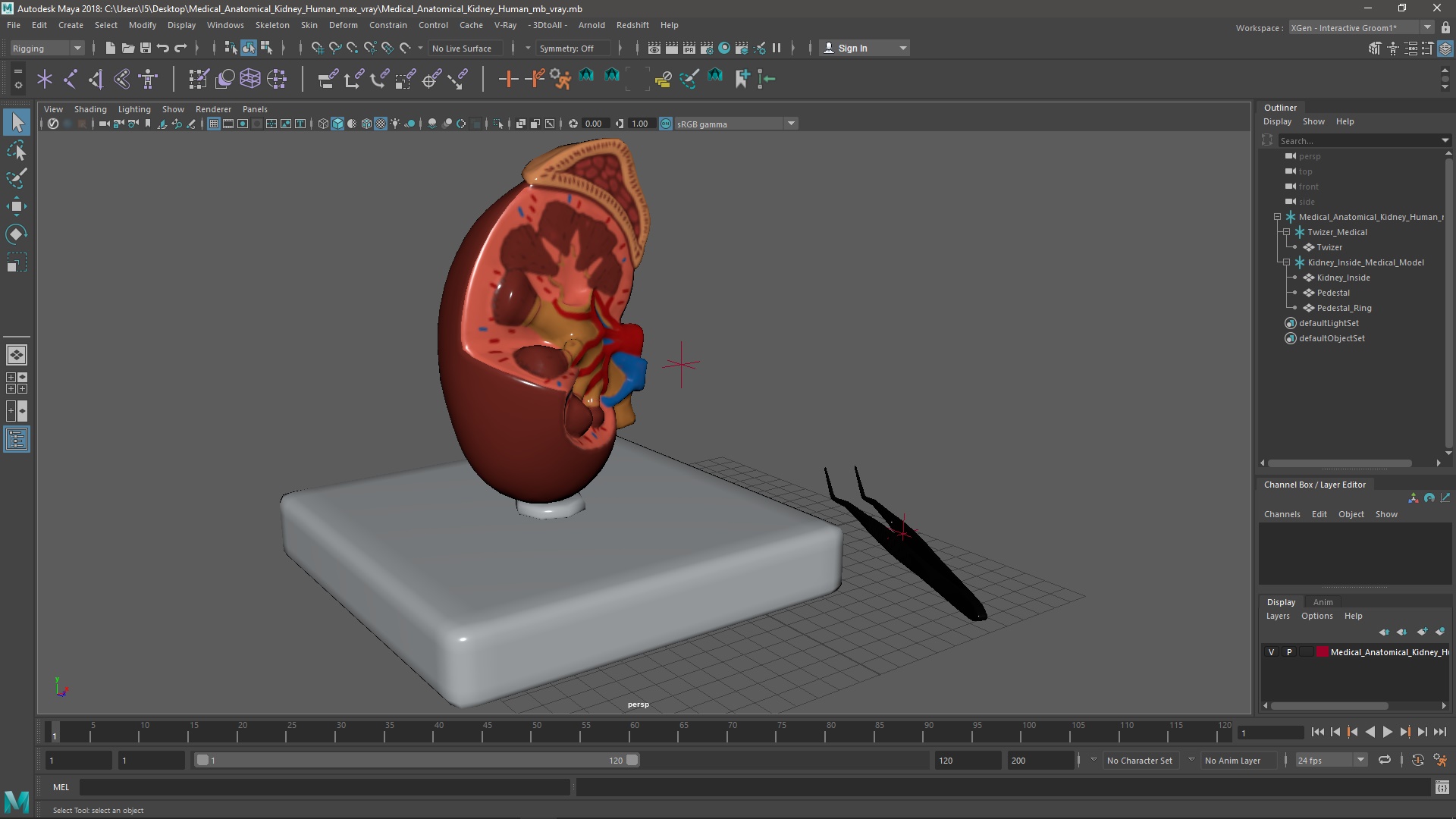 3D Medical Anatomical Kidney Human