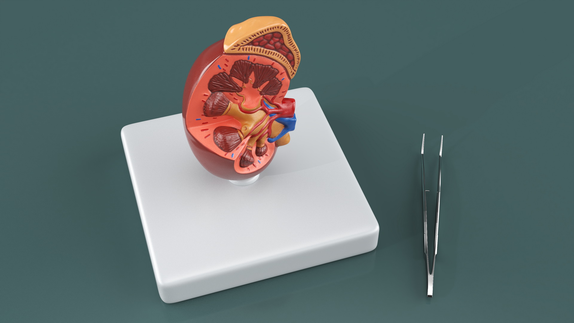 3D Medical Anatomical Kidney Human