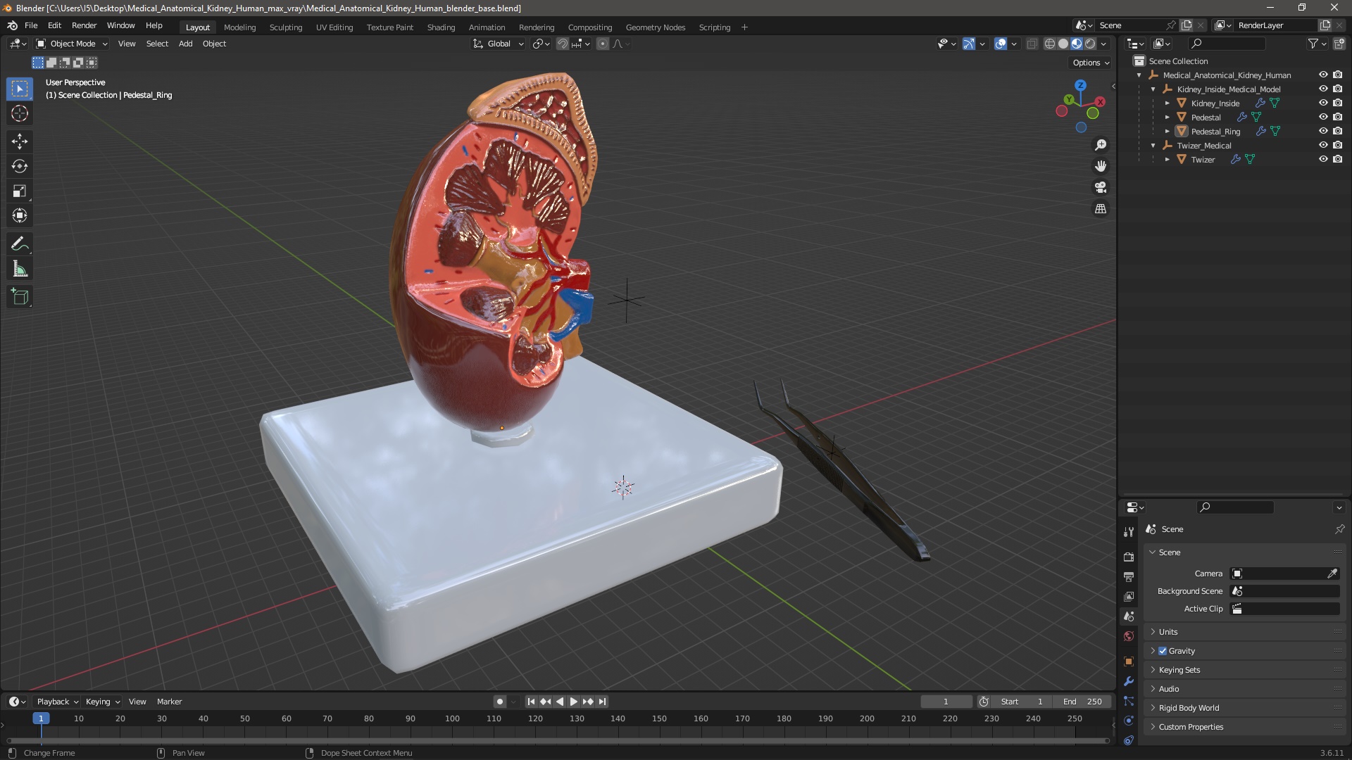 3D Medical Anatomical Kidney Human