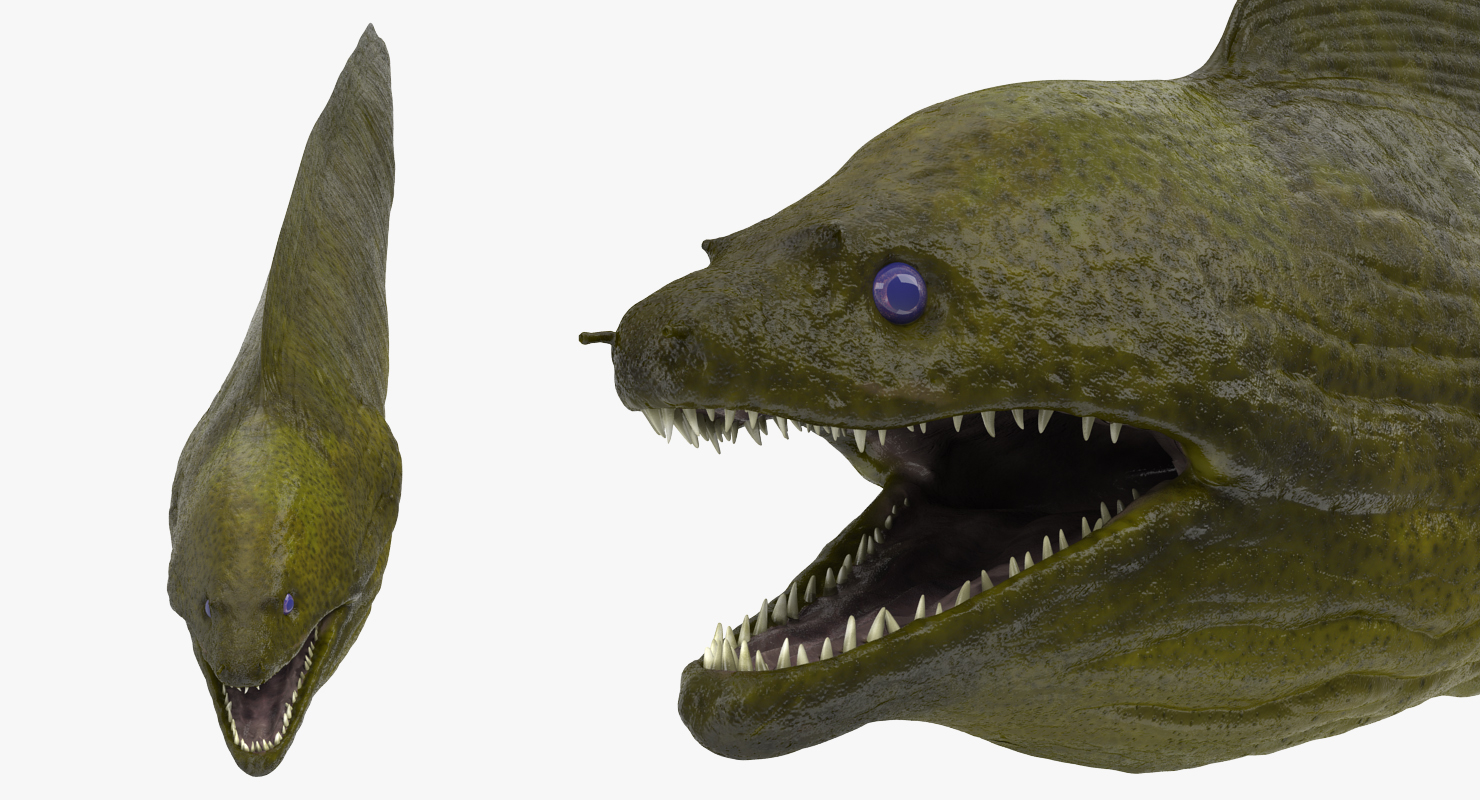 3D model Murena