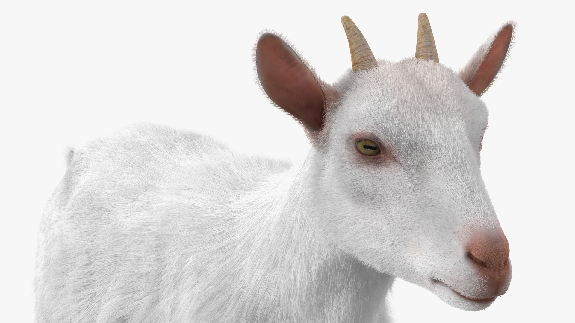 White Goat Walking Fur 3D