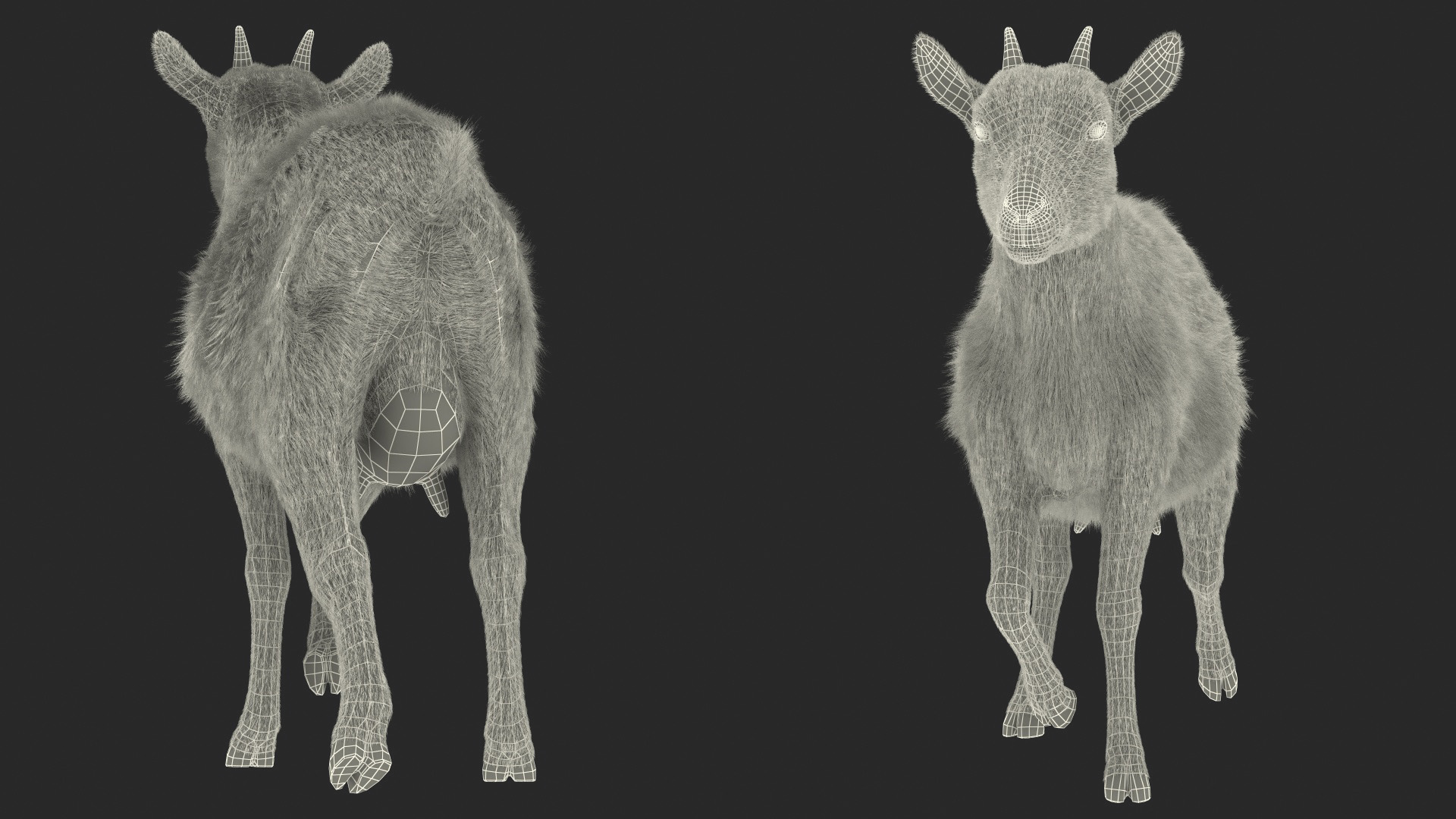 White Goat Walking Fur 3D